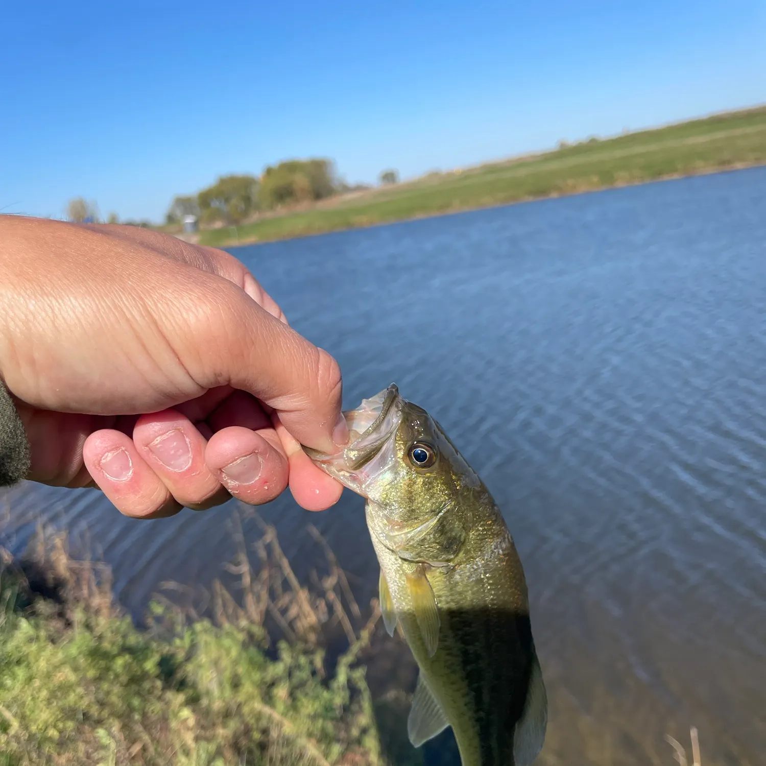 Largemouth bass caught on Fishbrain
