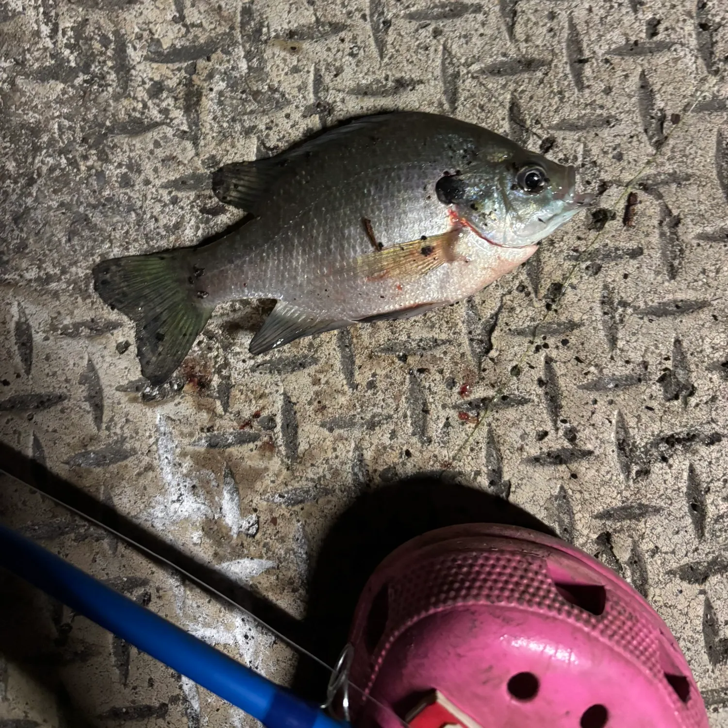Bluegill caught on Fishbrain