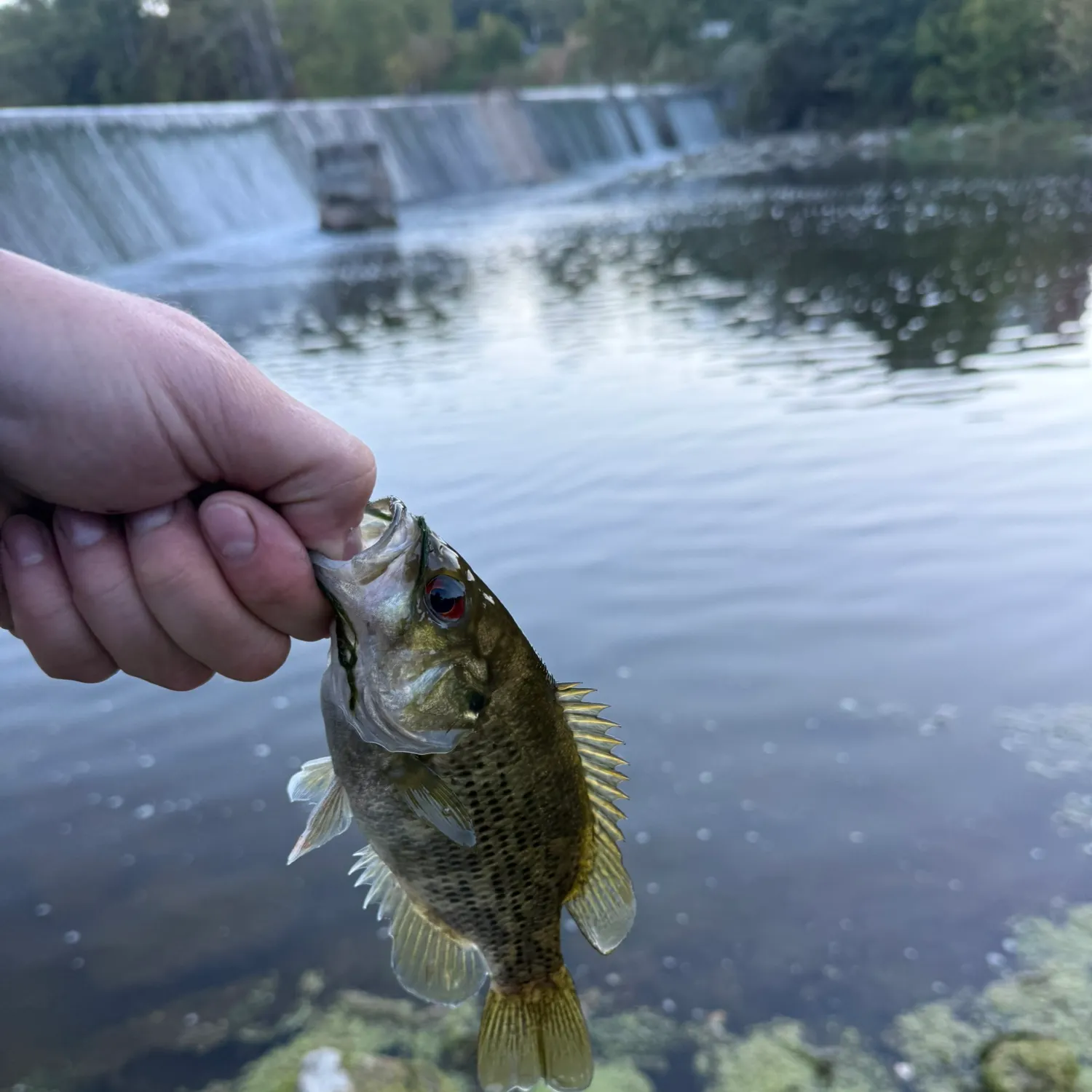 Rock bass caught on Fishbrain