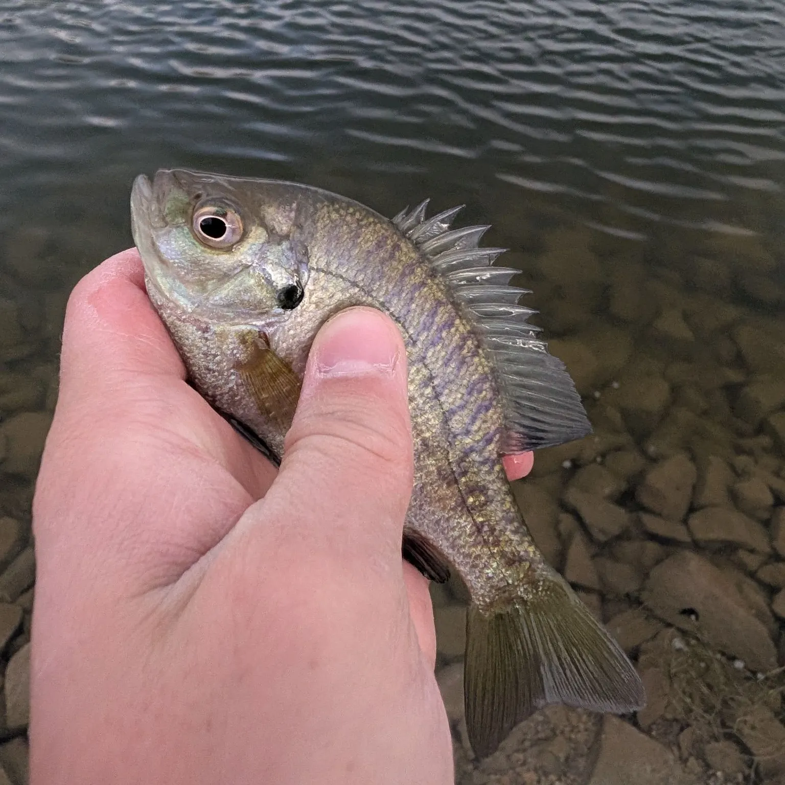 Bluegill caught on Fishbrain