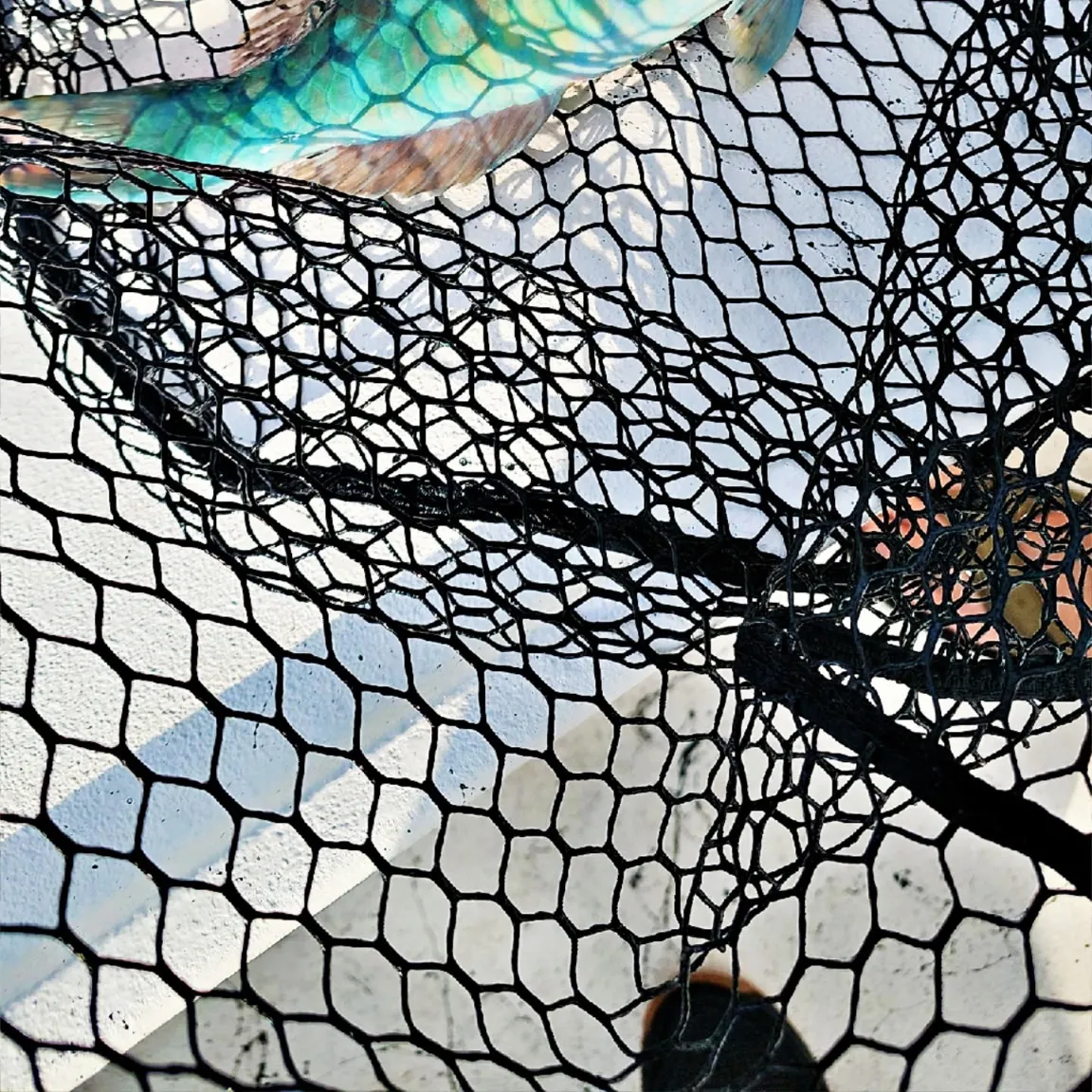 The most recent Blue parrotfish catches on Fishbrain