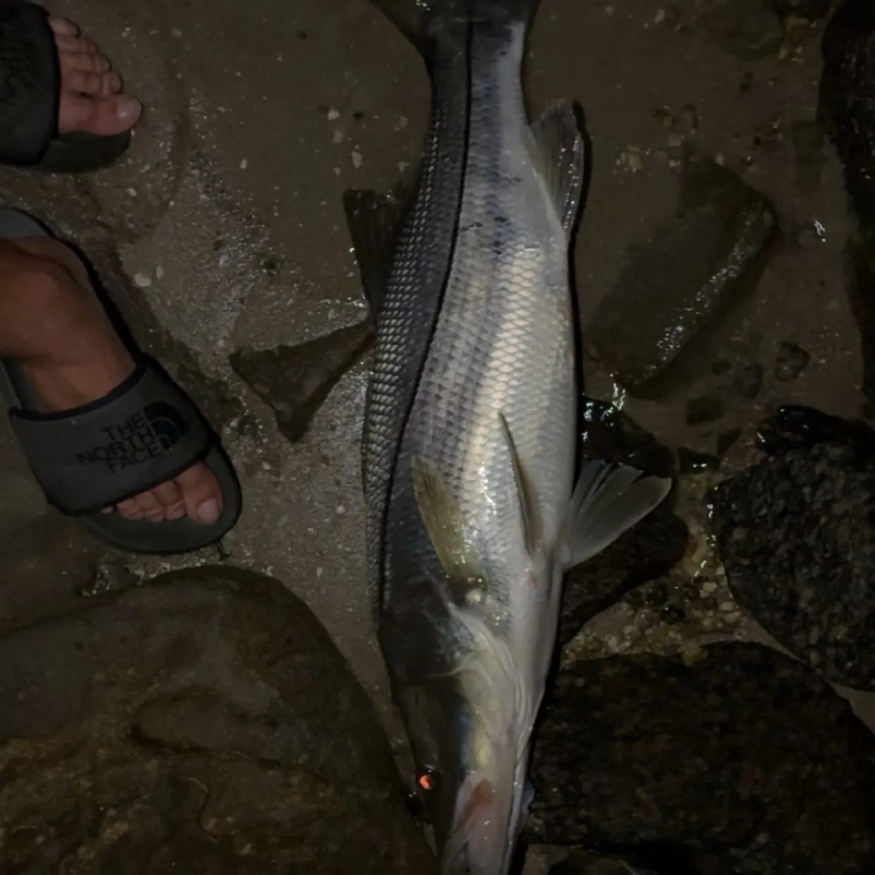 Common snook caught on Fishbrain