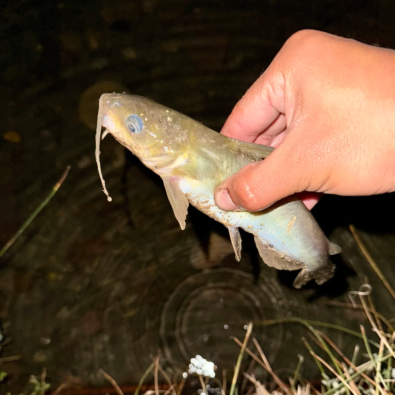 Channel catfish caught on Fishbrain