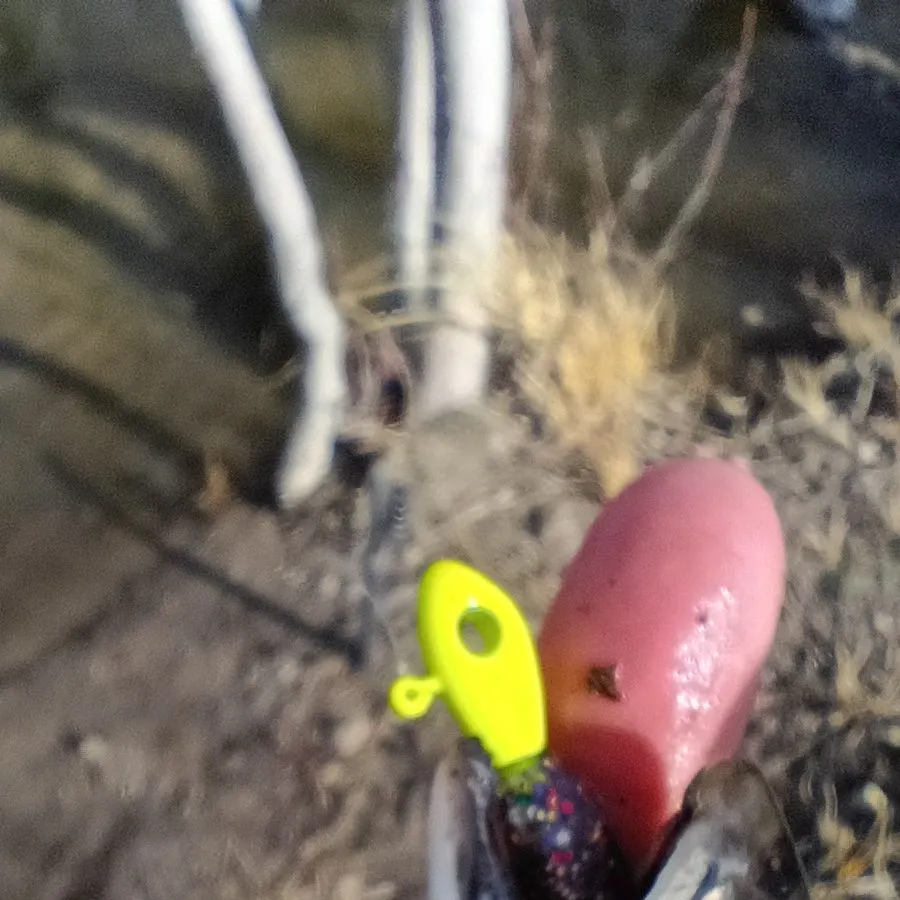 The most recent Mooneye catches on Fishbrain