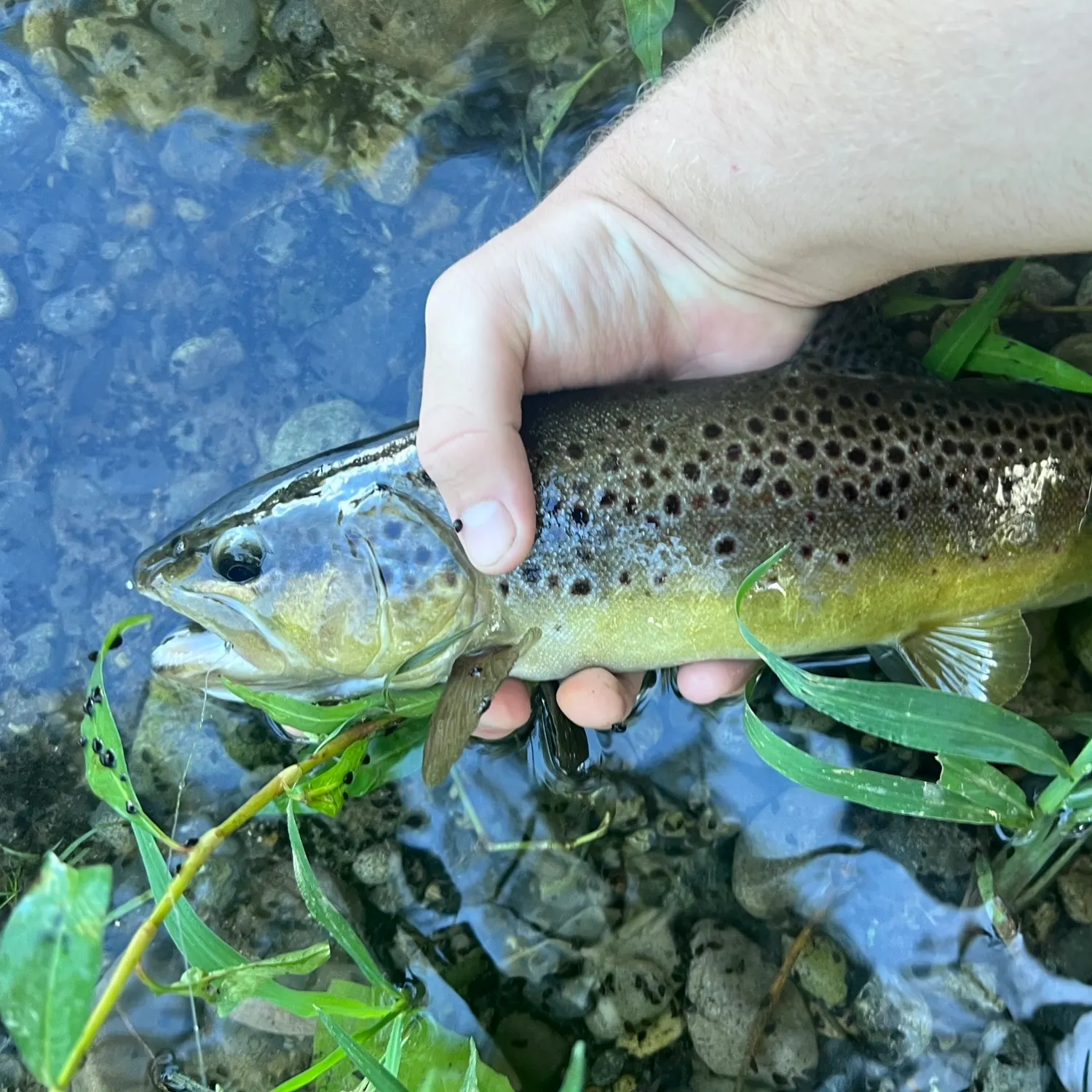 Brown trout caught on Fishbrain
