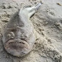 The most recent Northern stargazer catches on Fishbrain