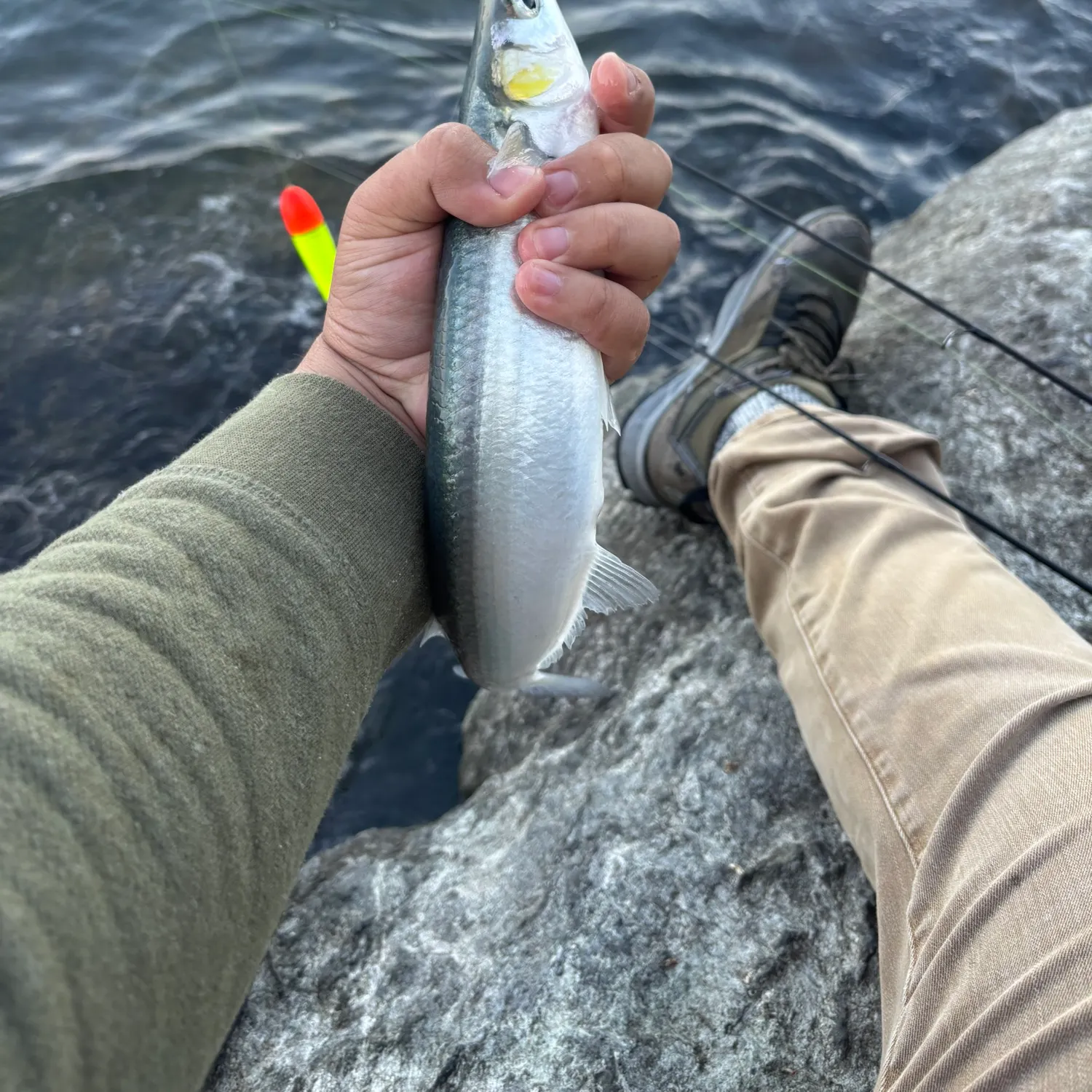 The most recent Surf smelt catches on Fishbrain