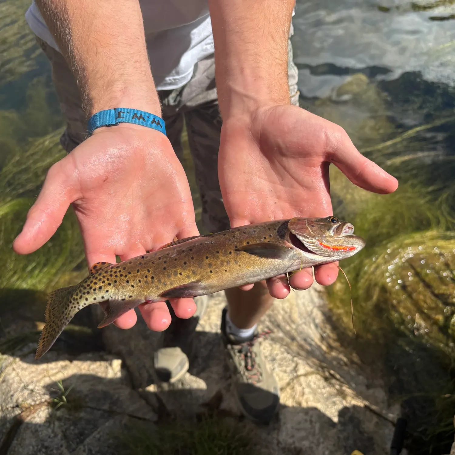 Cutthroat trout caught on Fishbrain