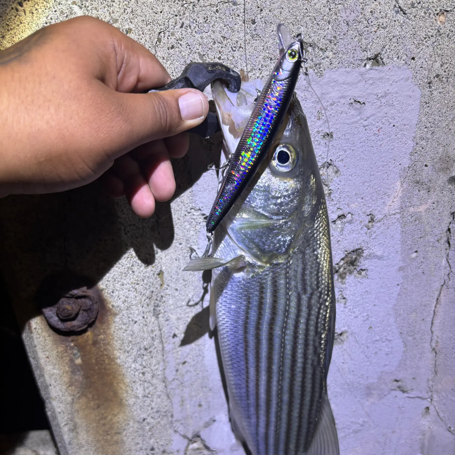 Striped bass caught on Fishbrain
