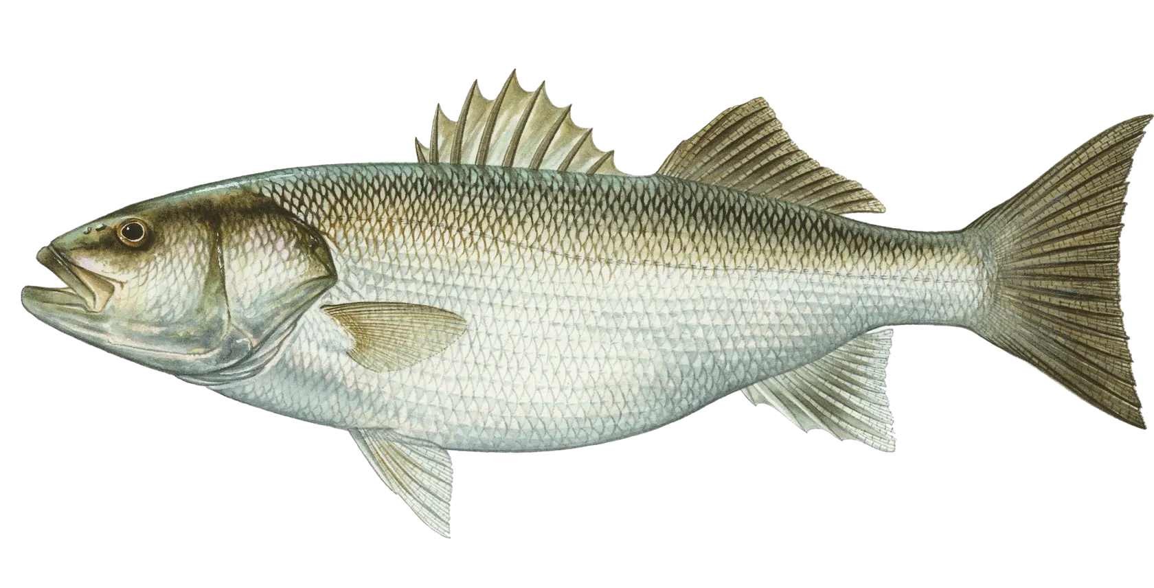 European seabass