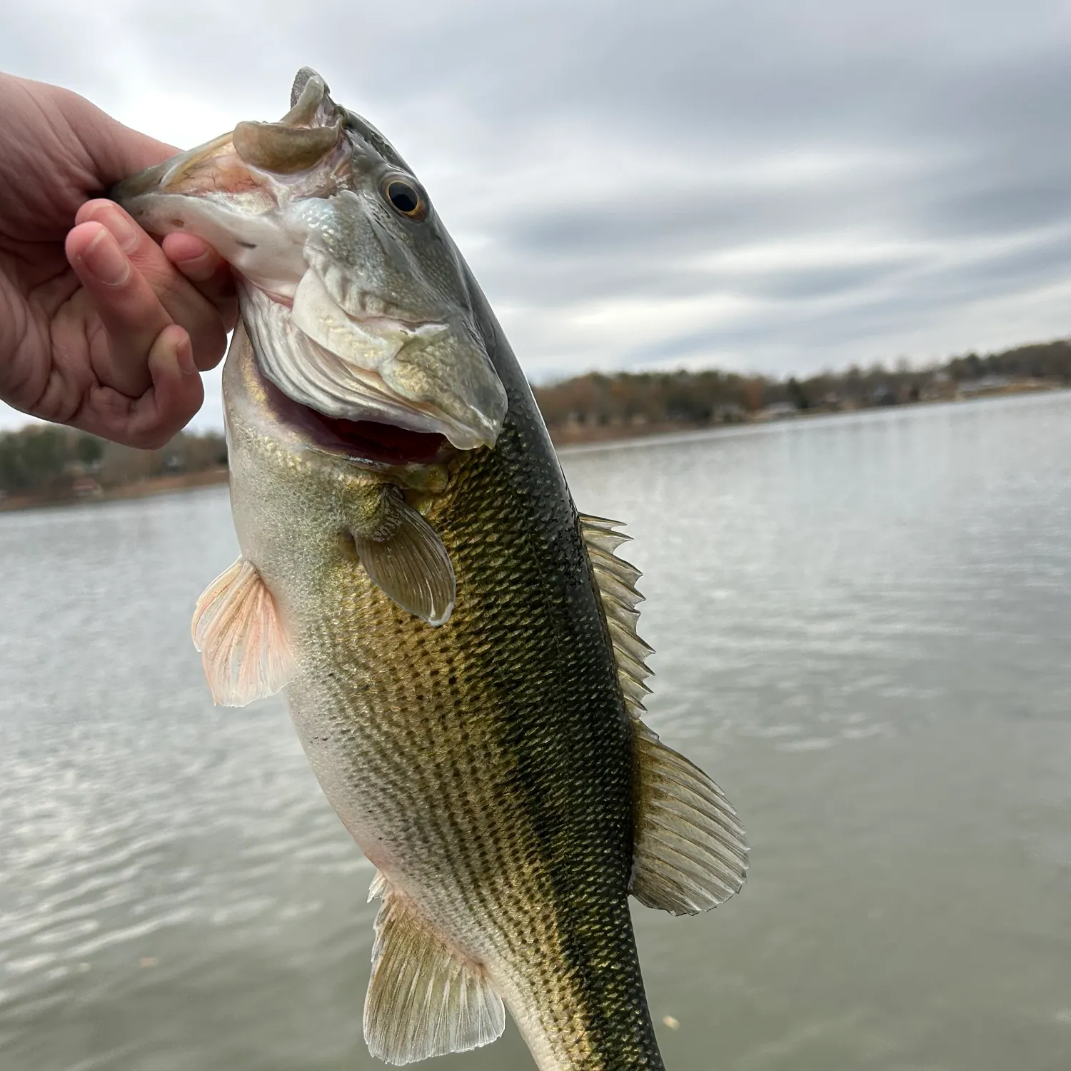 The most recent Spotted bass catches on Fishbrain