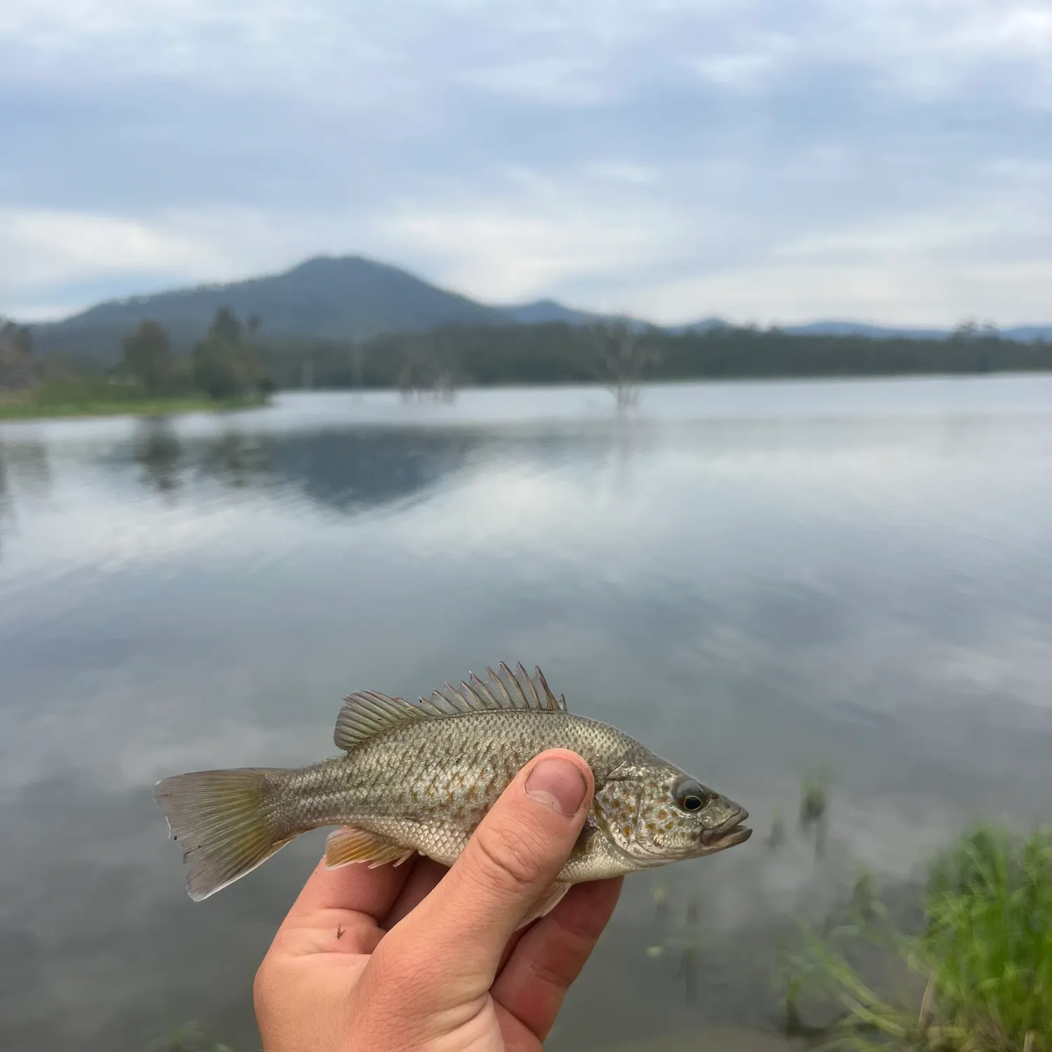 The most recent Spangled perch catches on Fishbrain