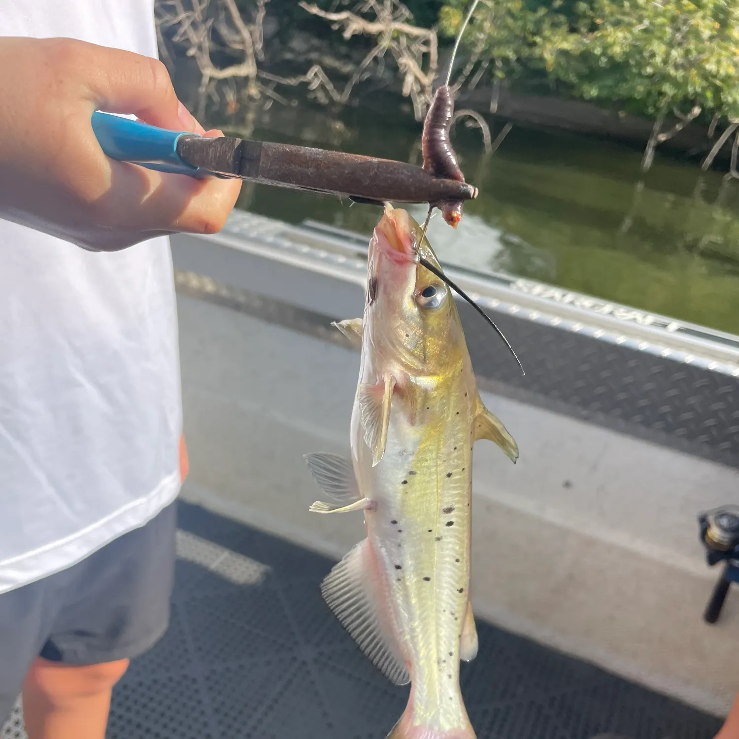 Channel catfish caught on Fishbrain