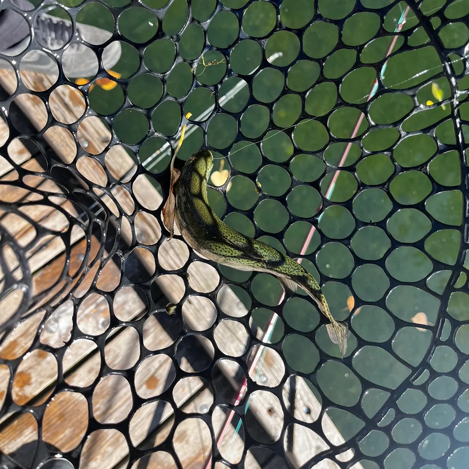 Rainbow trout caught on Fishbrain