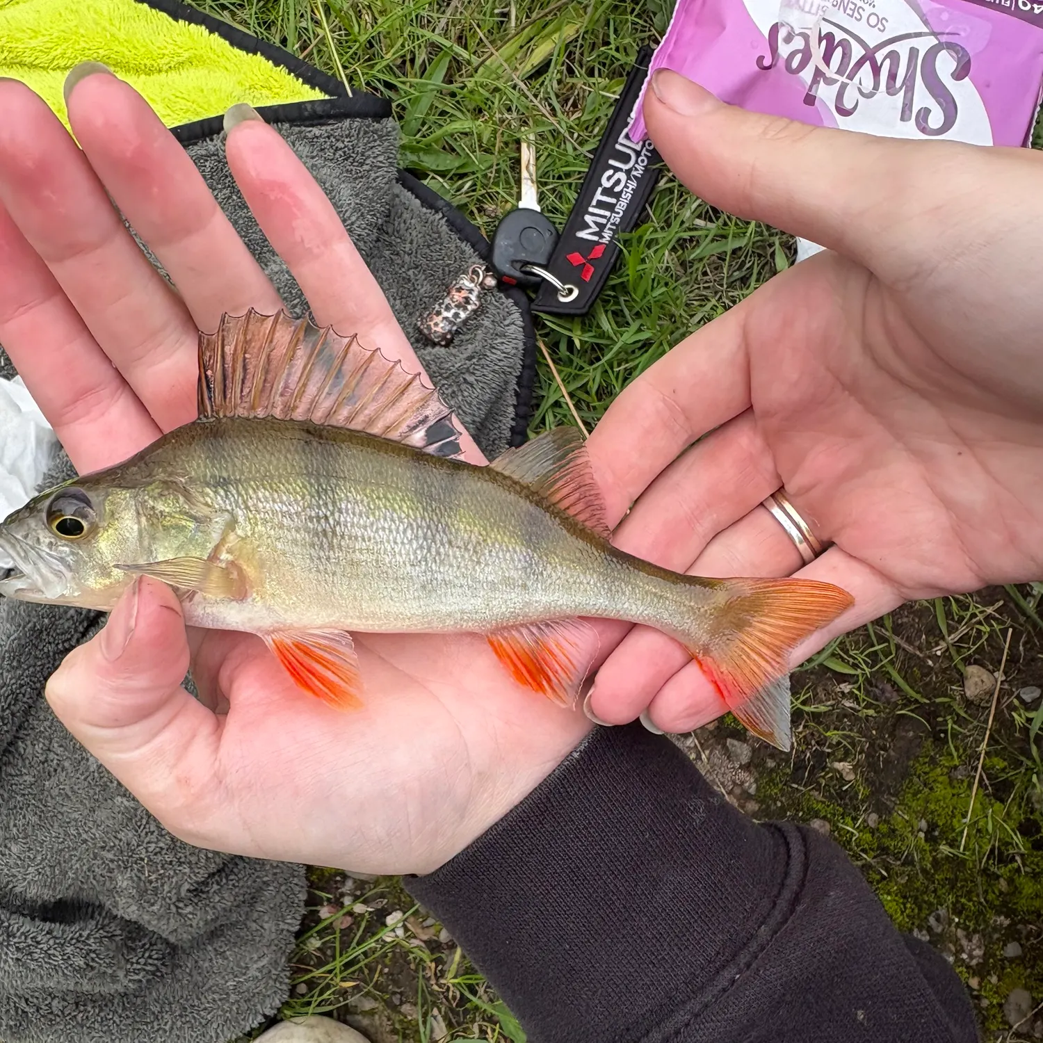 European perch caught on Fishbrain