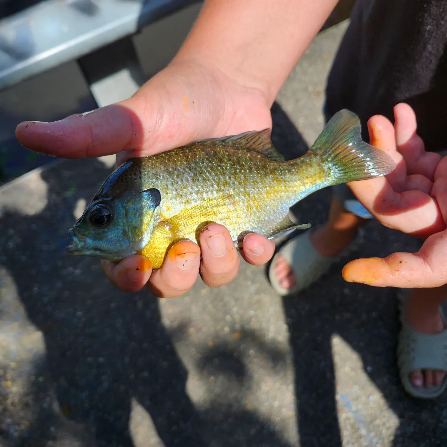 The most recent Bluegill catches on Fishbrain