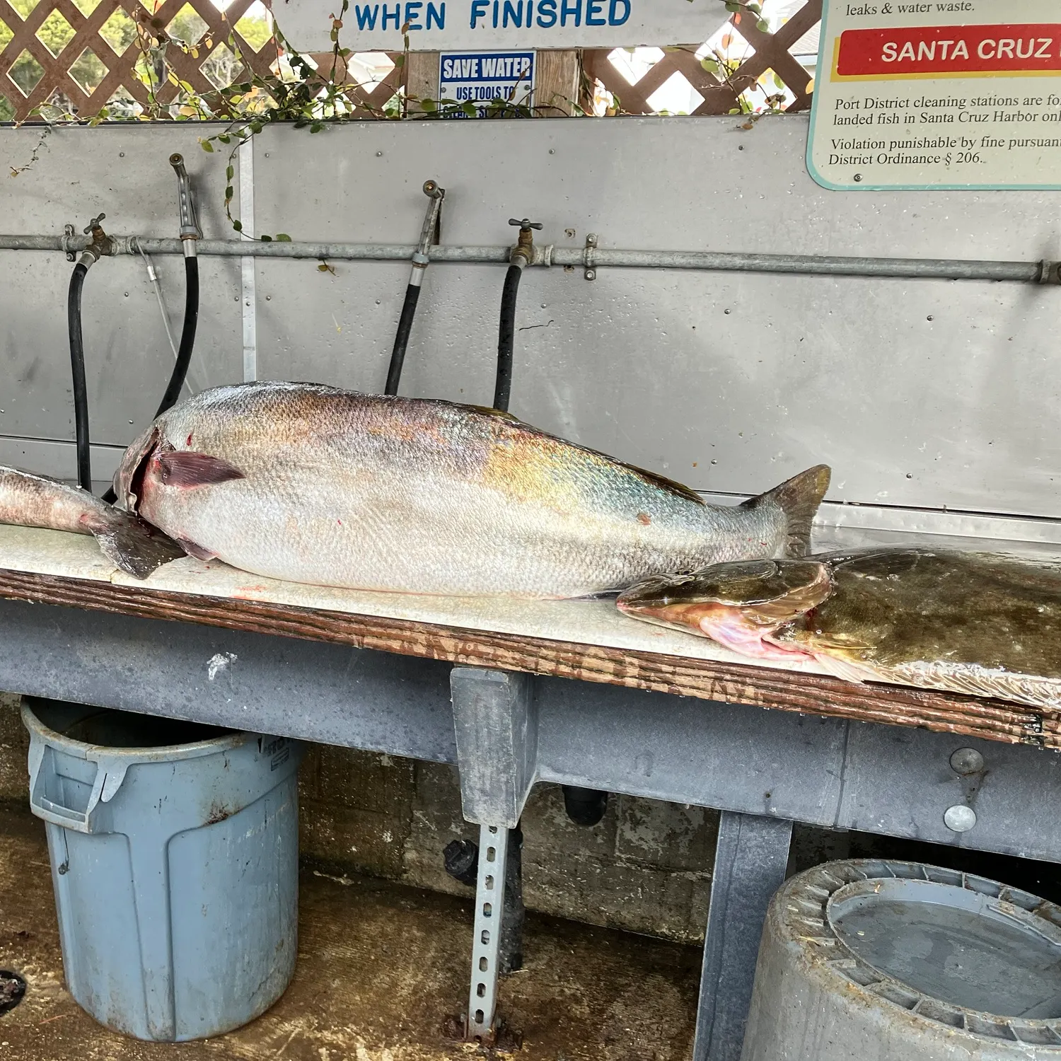 Fish caught on Fishbrain