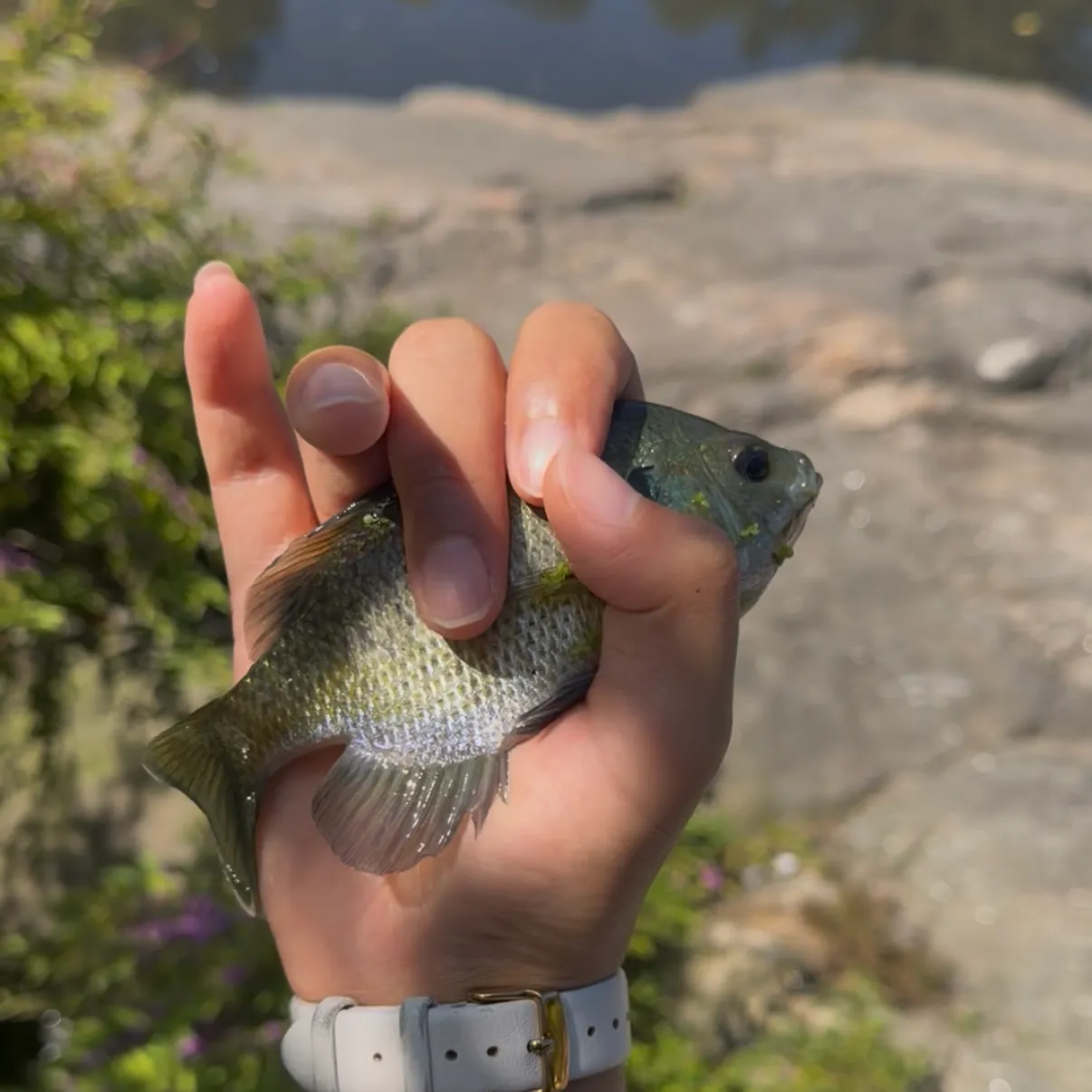 Bluegill caught on Fishbrain