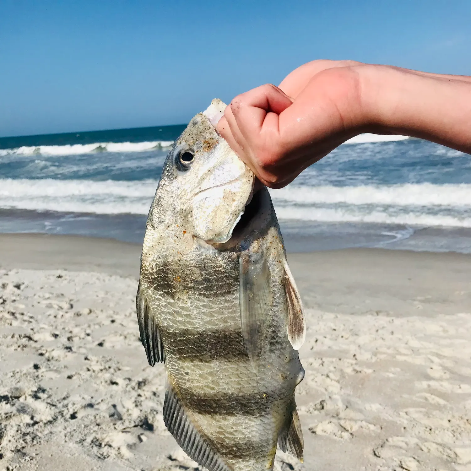 The most recent Black drum catches on Fishbrain