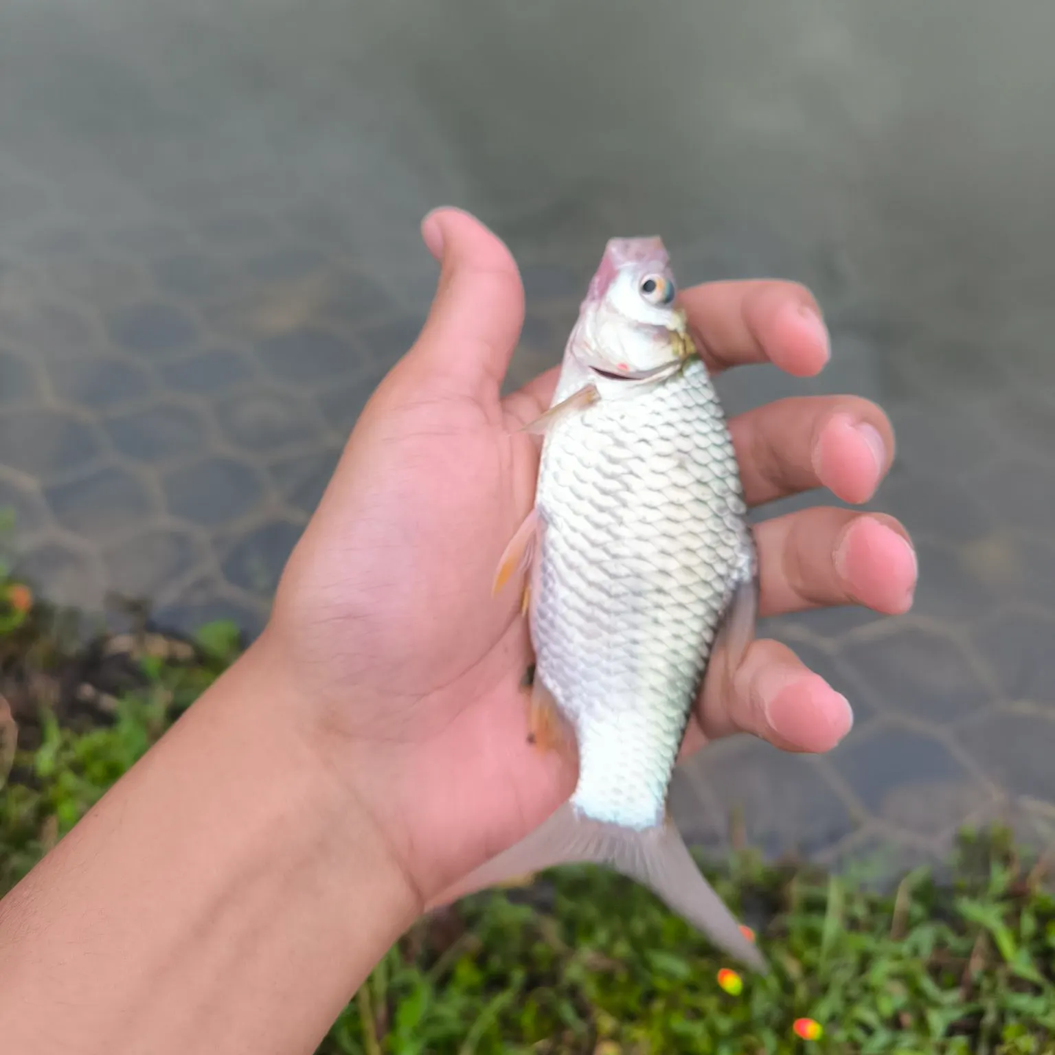 most liked catch image