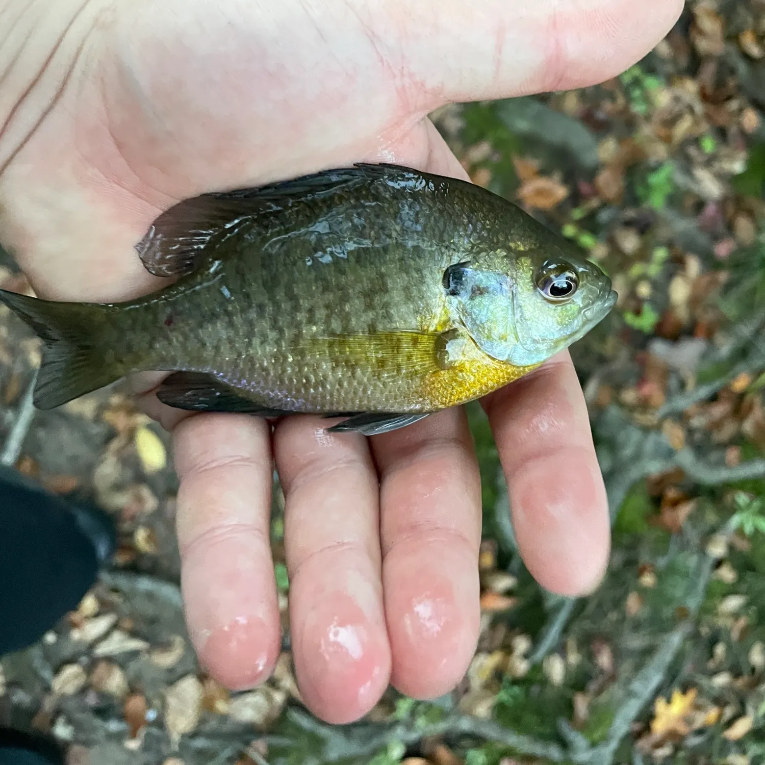 Bluegill caught on Fishbrain