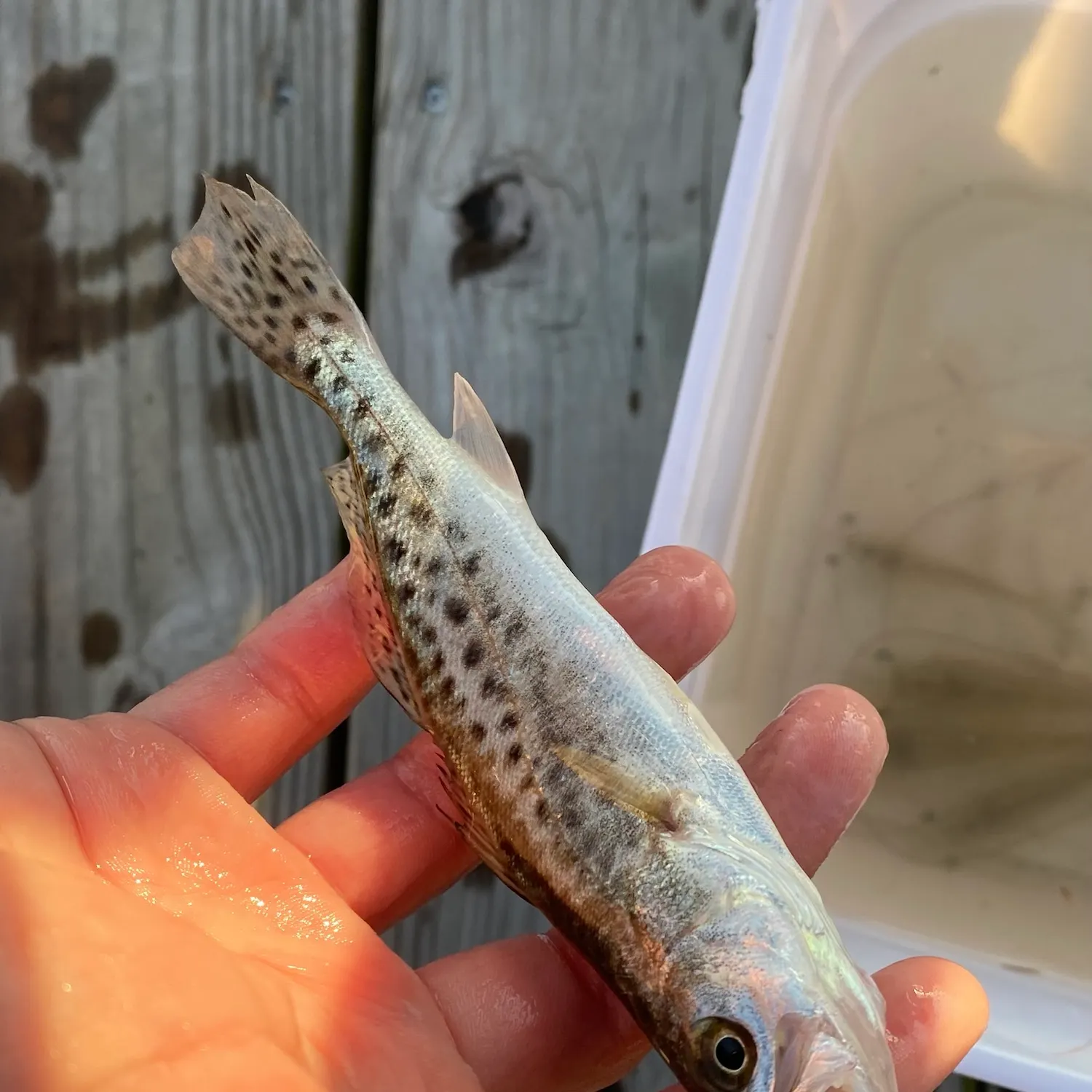 Spotted seatrout caught on Fishbrain