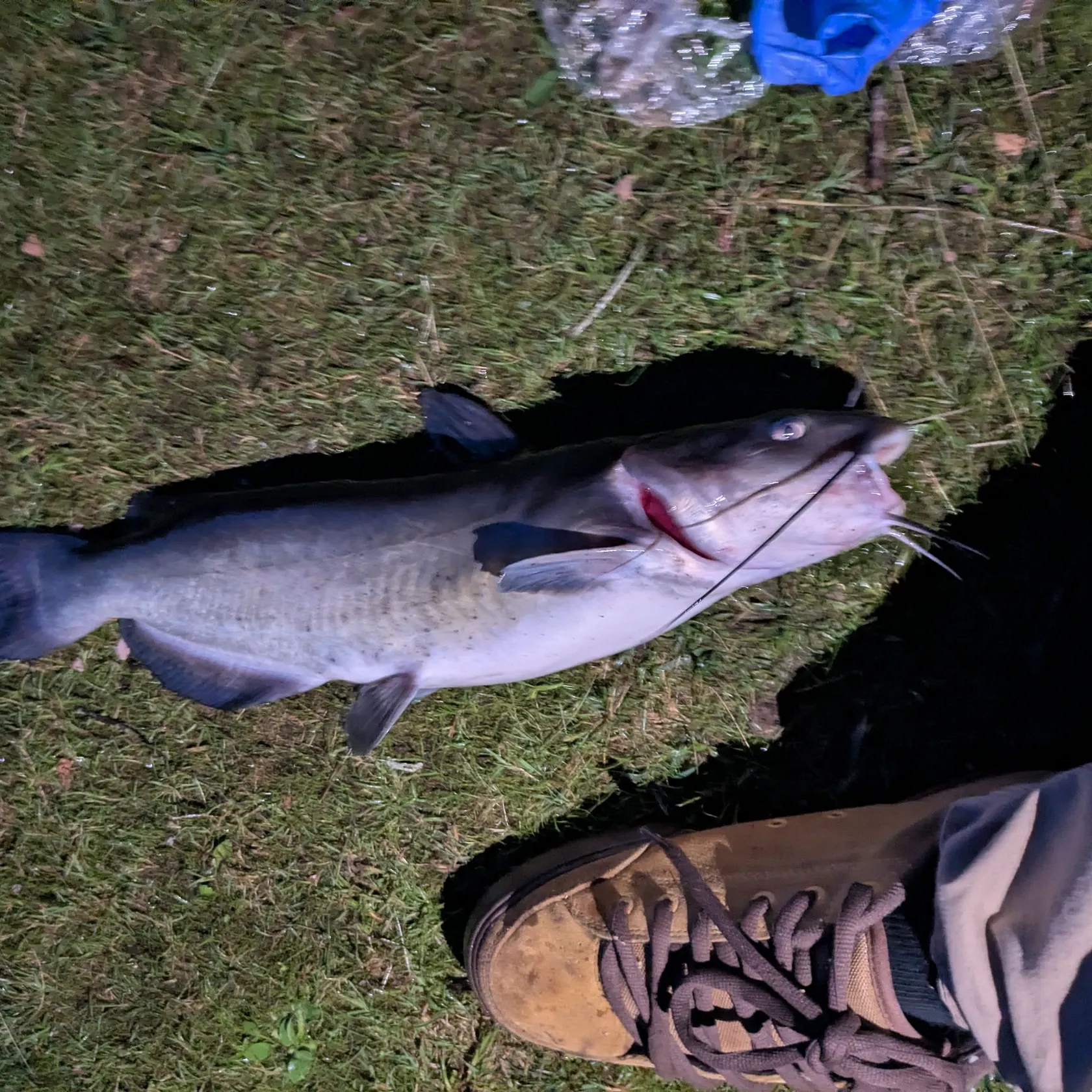 Channel catfish caught on Fishbrain