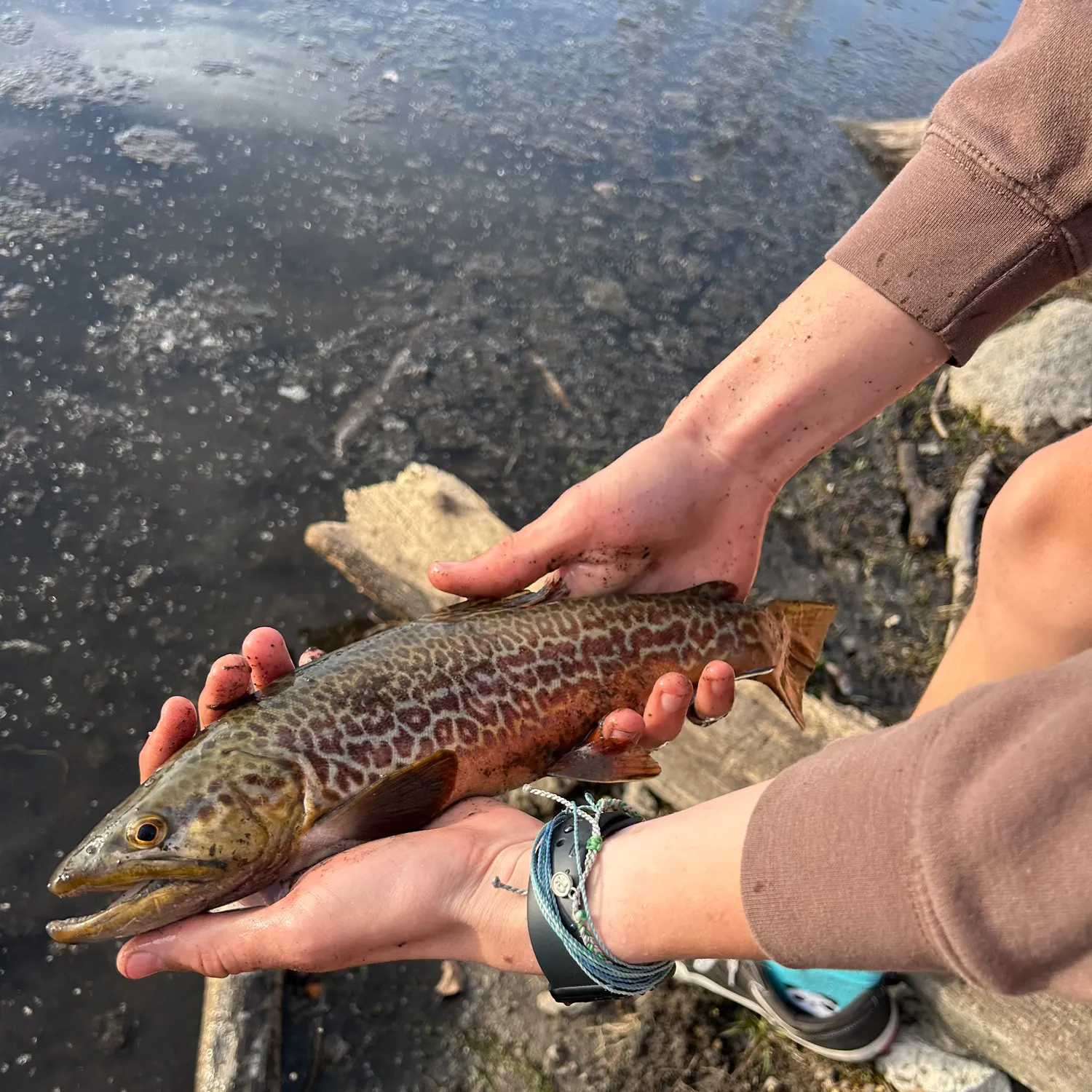The most recent Tiger trout catches on Fishbrain