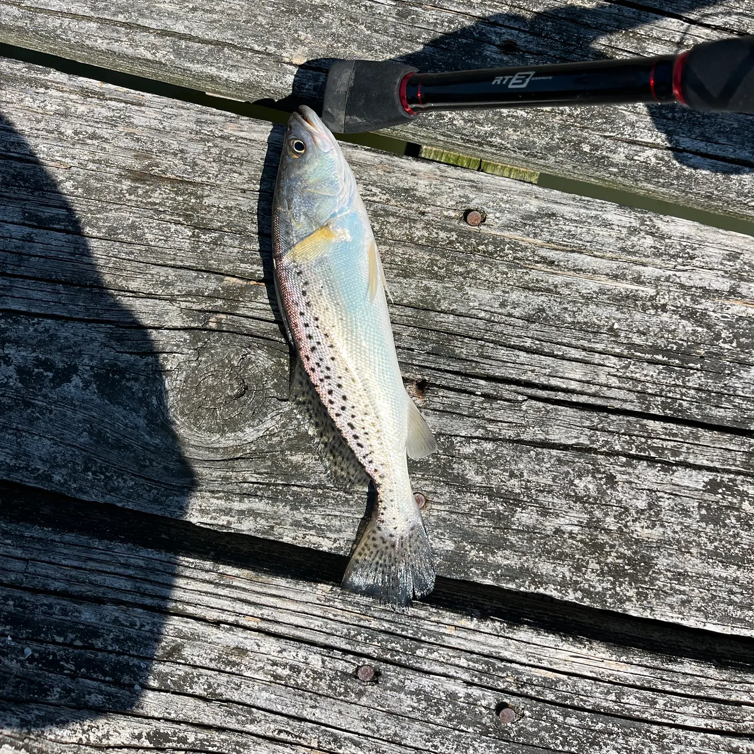 Spotted seatrout caught on Fishbrain