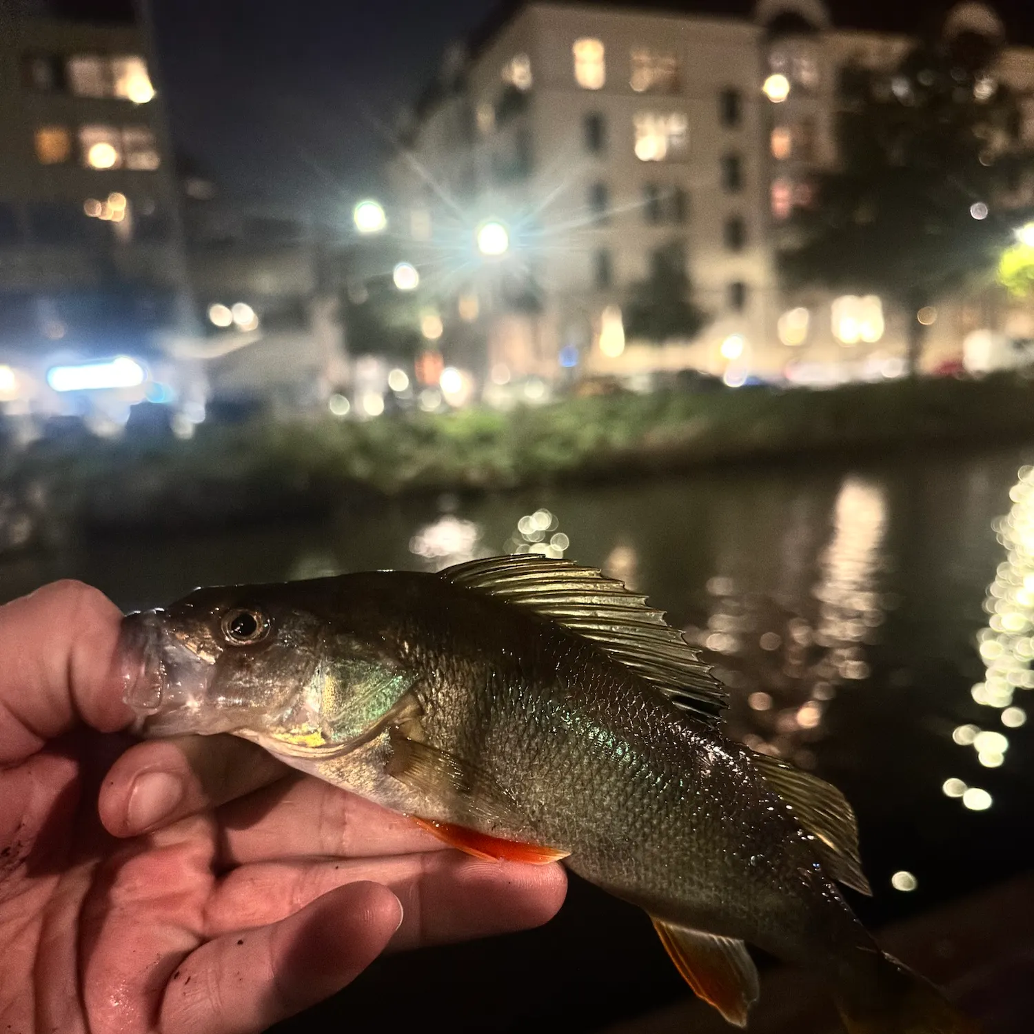 European perch caught on Fishbrain