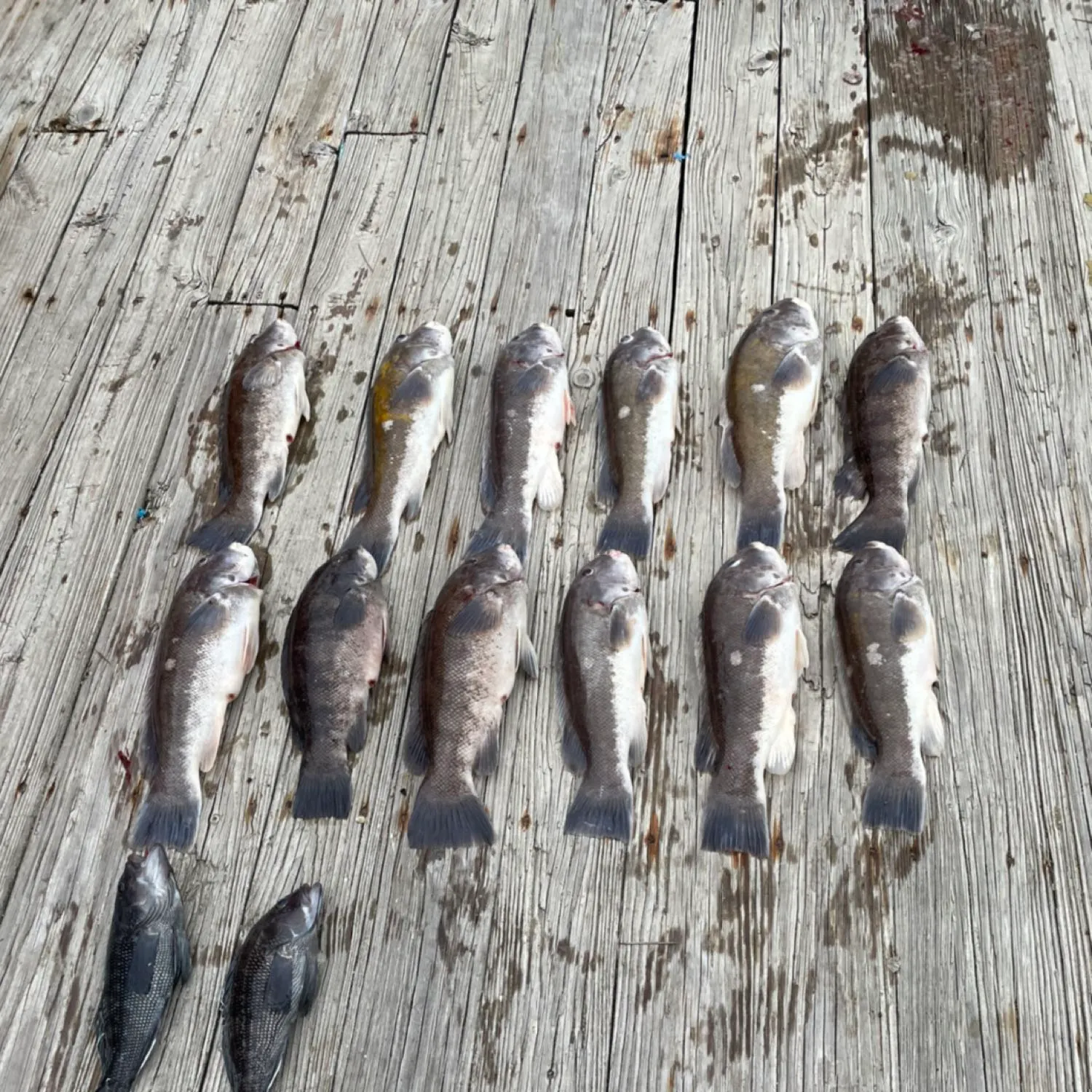 recently logged catches