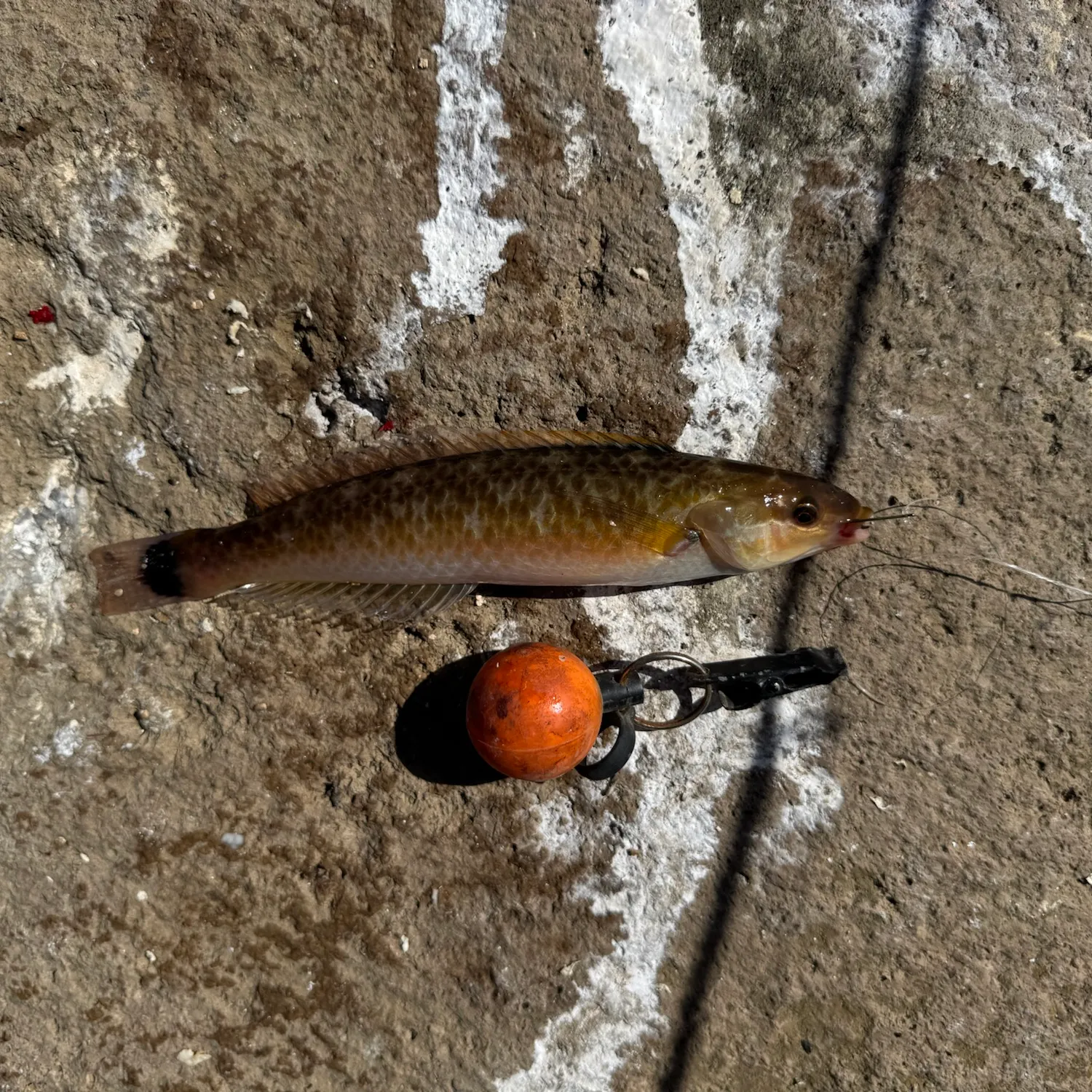 Rock wrasse caught on Fishbrain