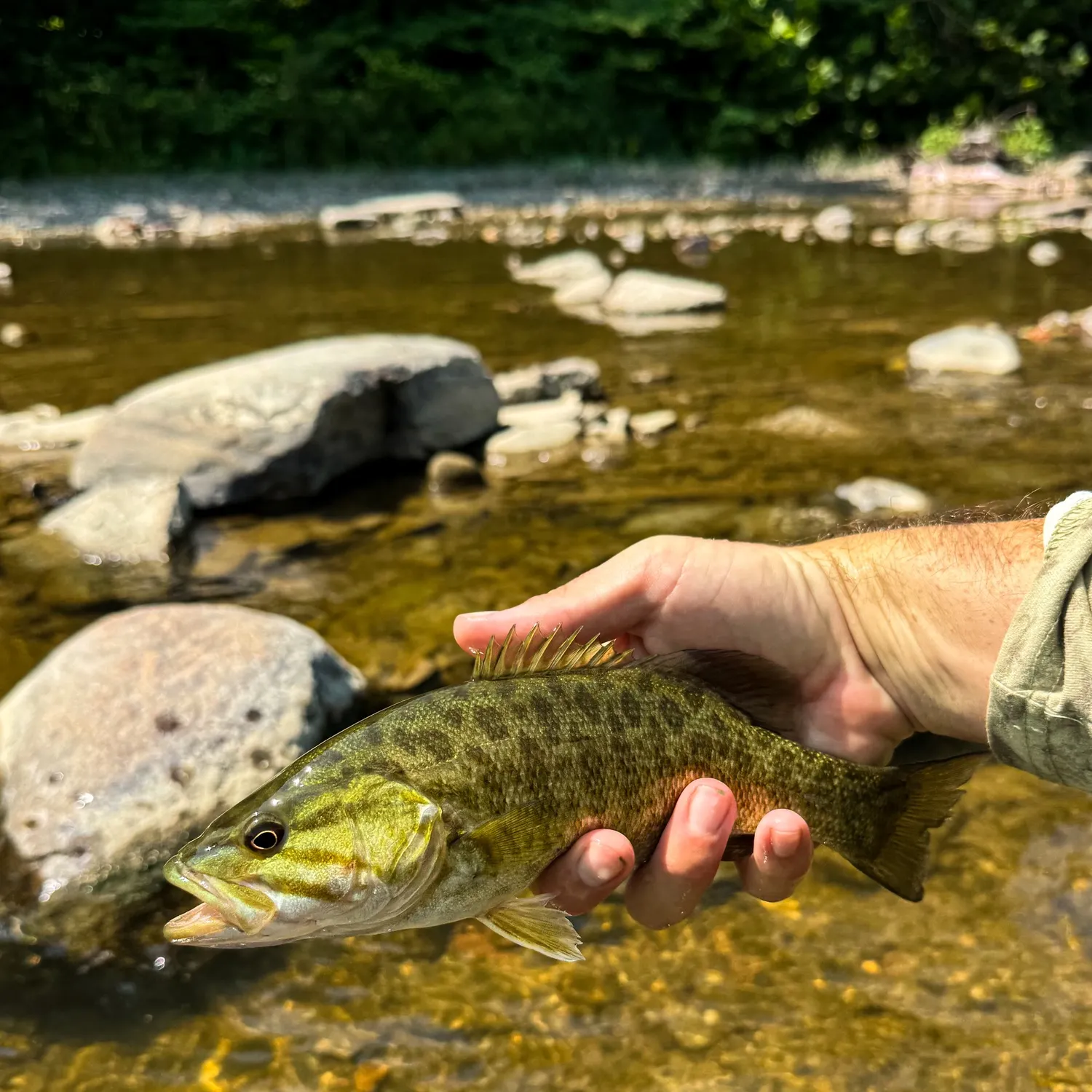 recently logged catches