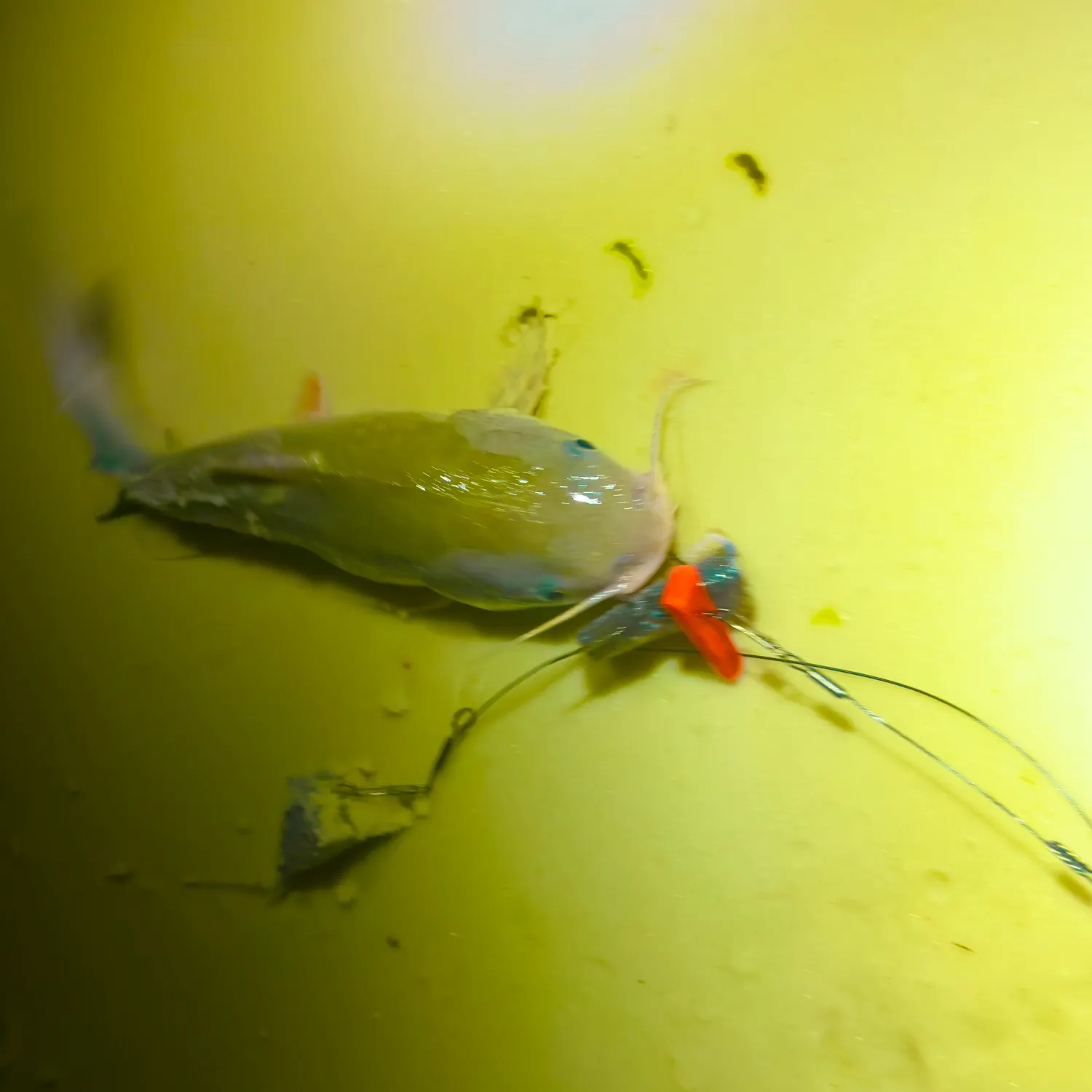 Hardhead sea catfish caught on Fishbrain
