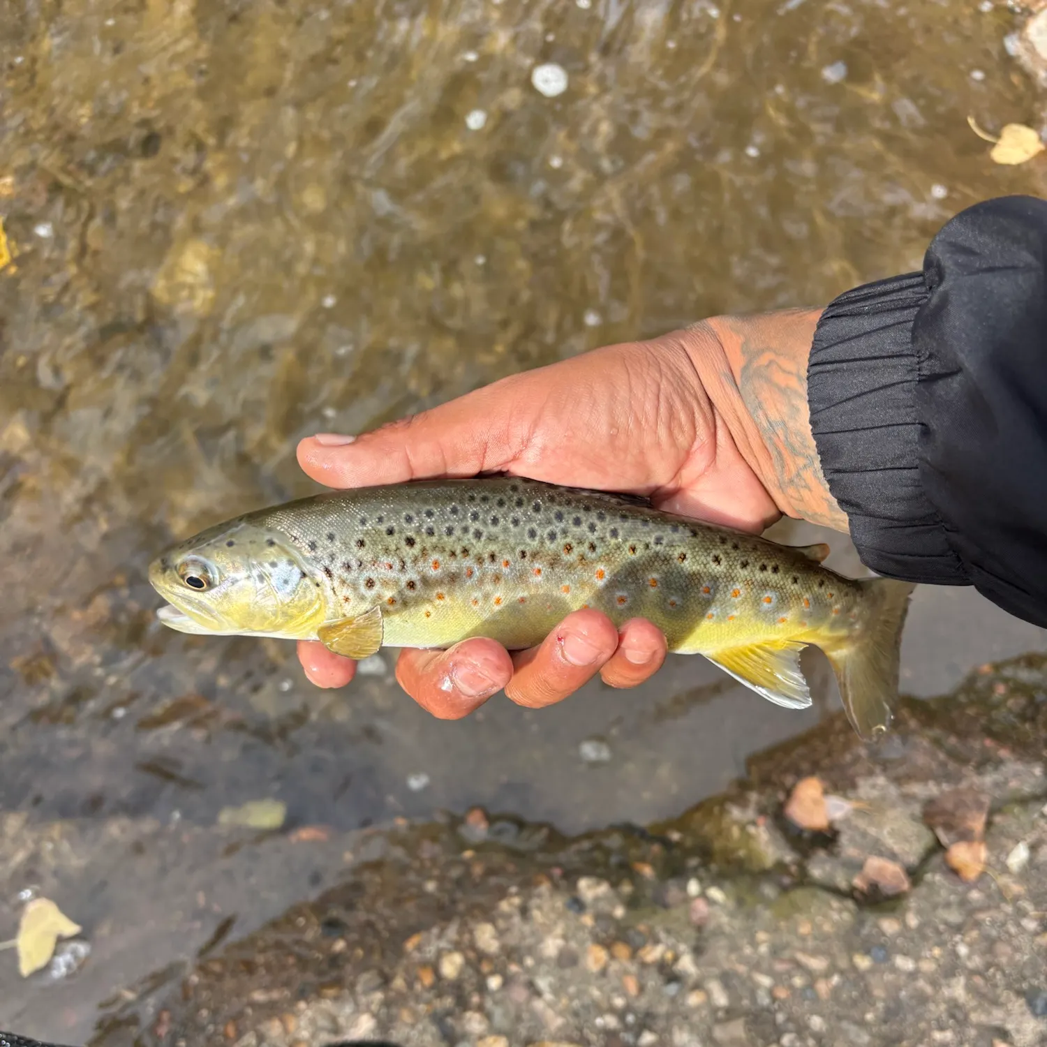 Brook trout caught on Fishbrain