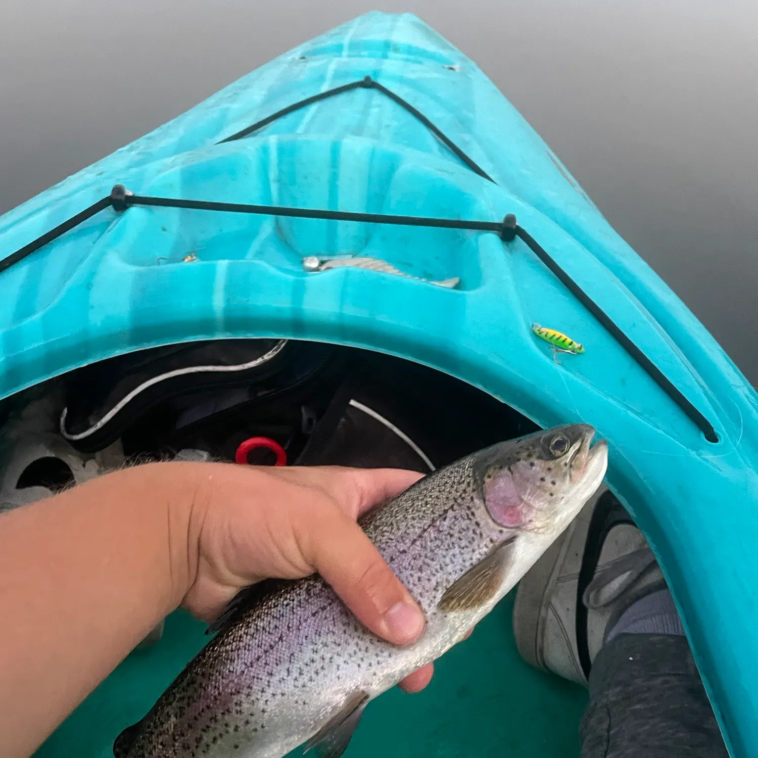 Rainbow trout caught on Fishbrain