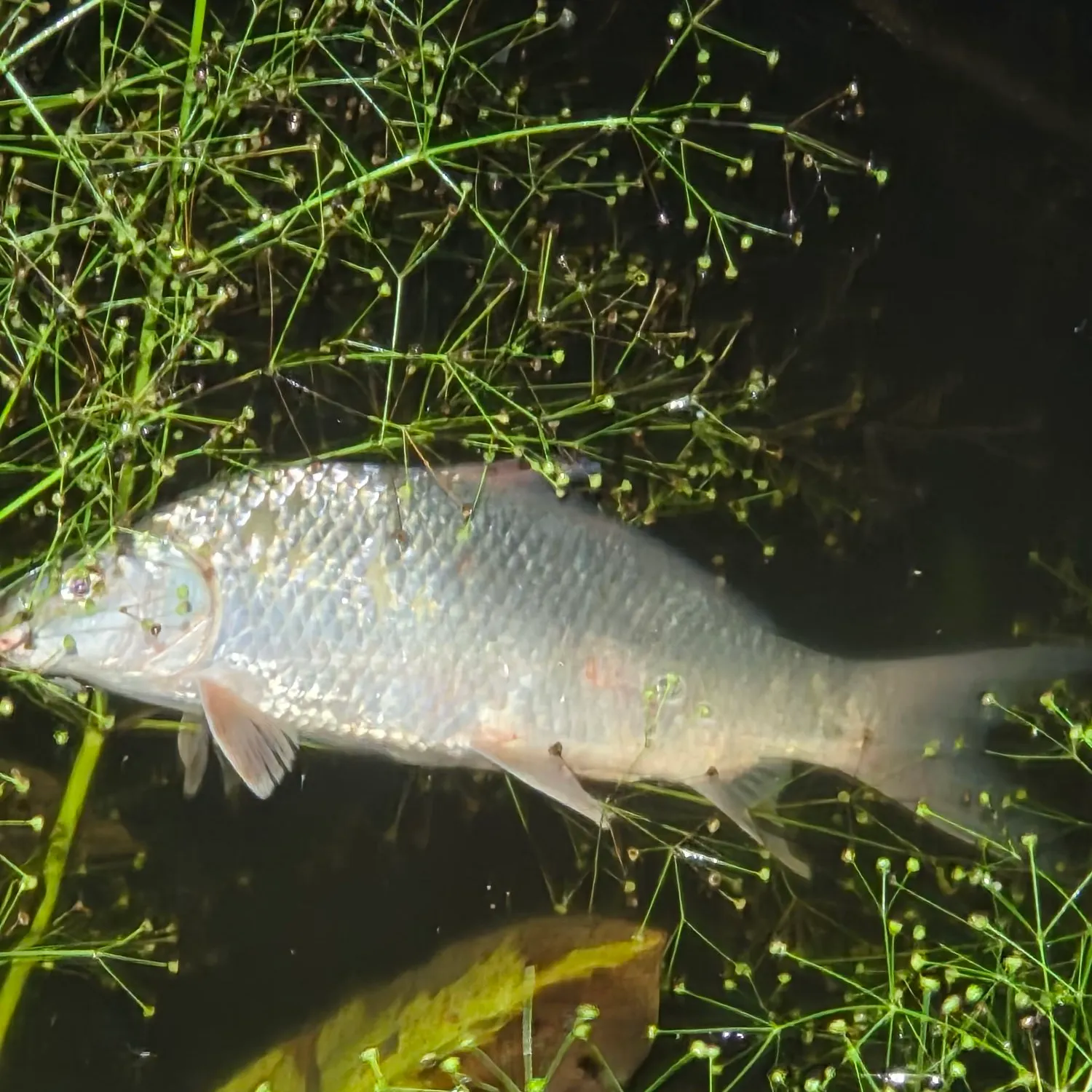 The most recent Quillback catches on Fishbrain