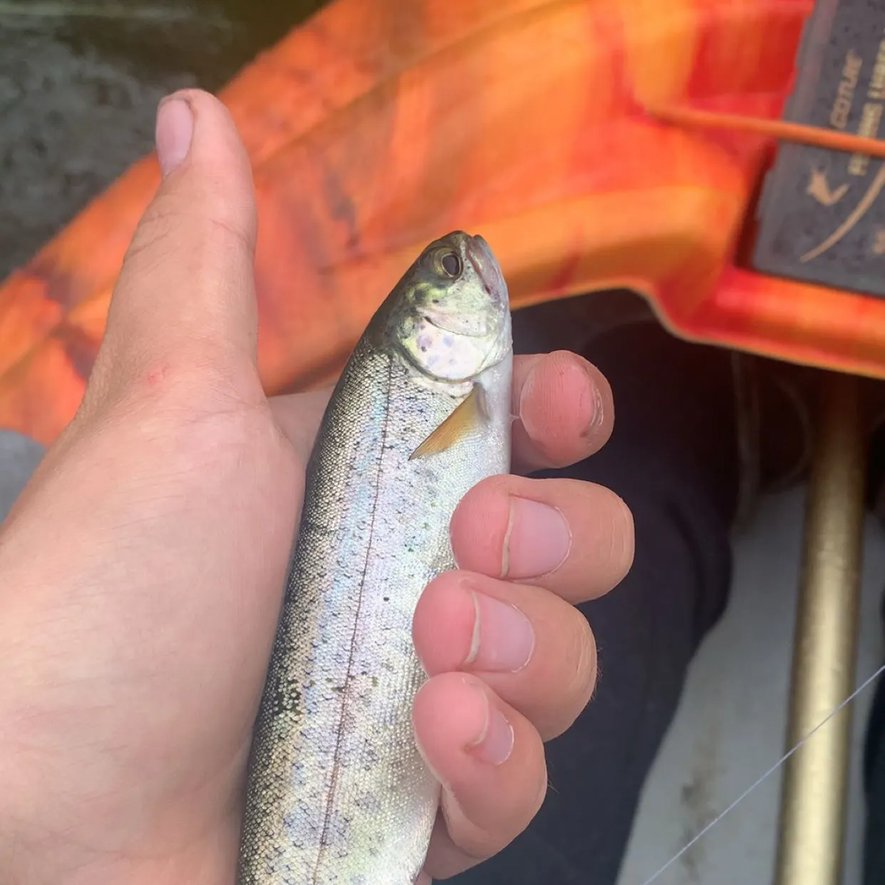 The most recent Kamloops trout catches on Fishbrain