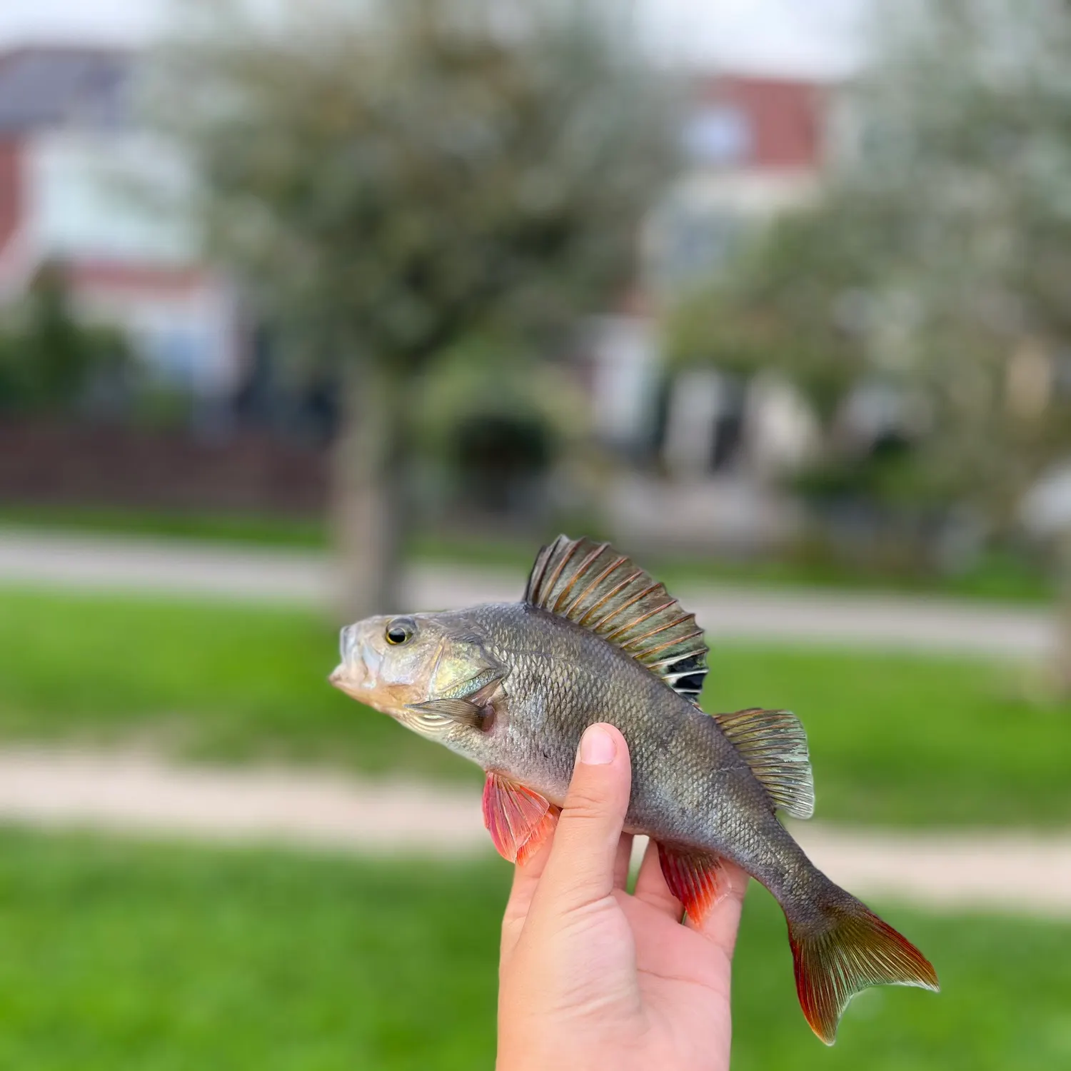 European perch caught on Fishbrain