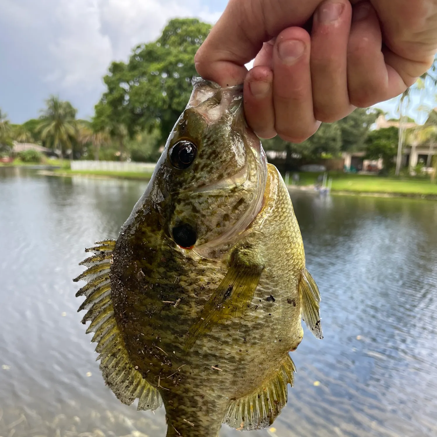 Redear sunfish caught on Fishbrain