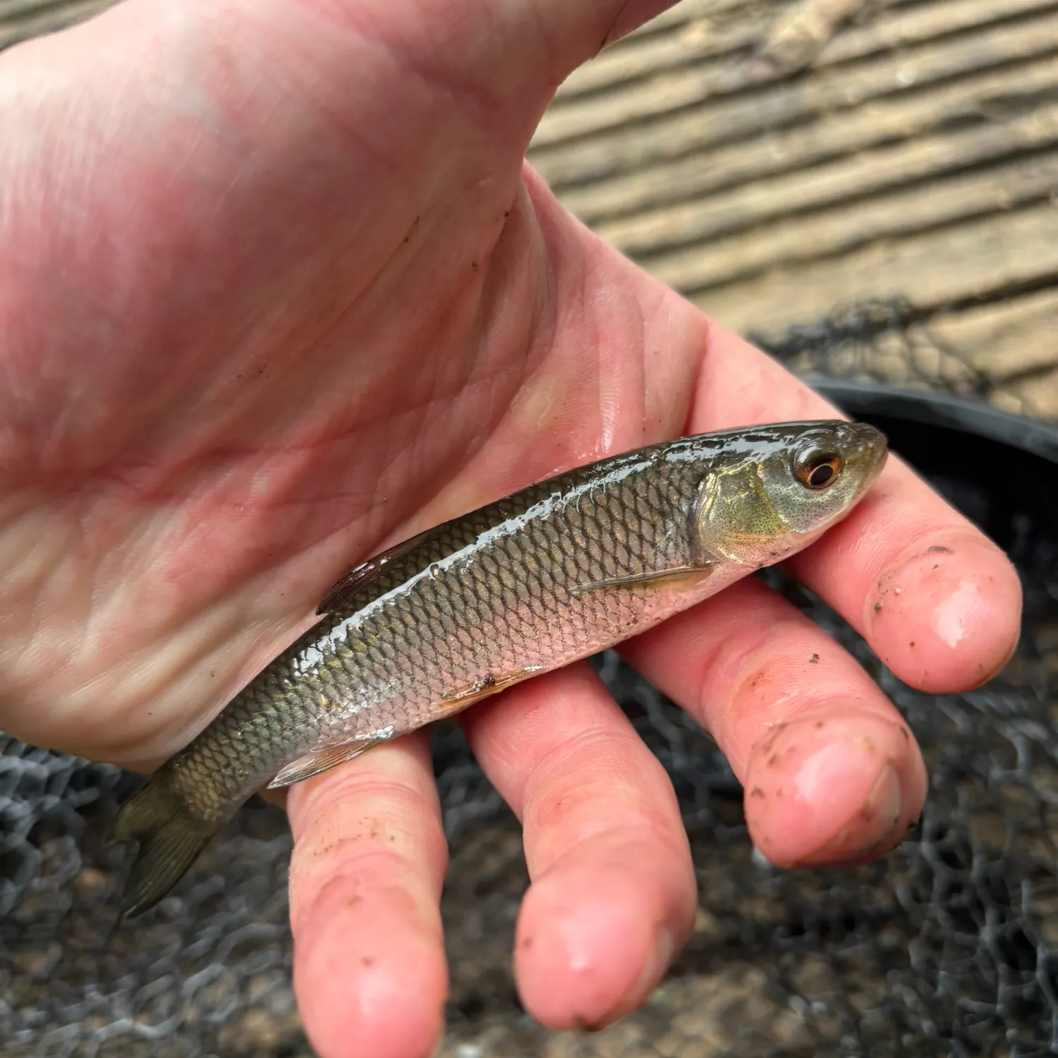 Common dace caught on Fishbrain