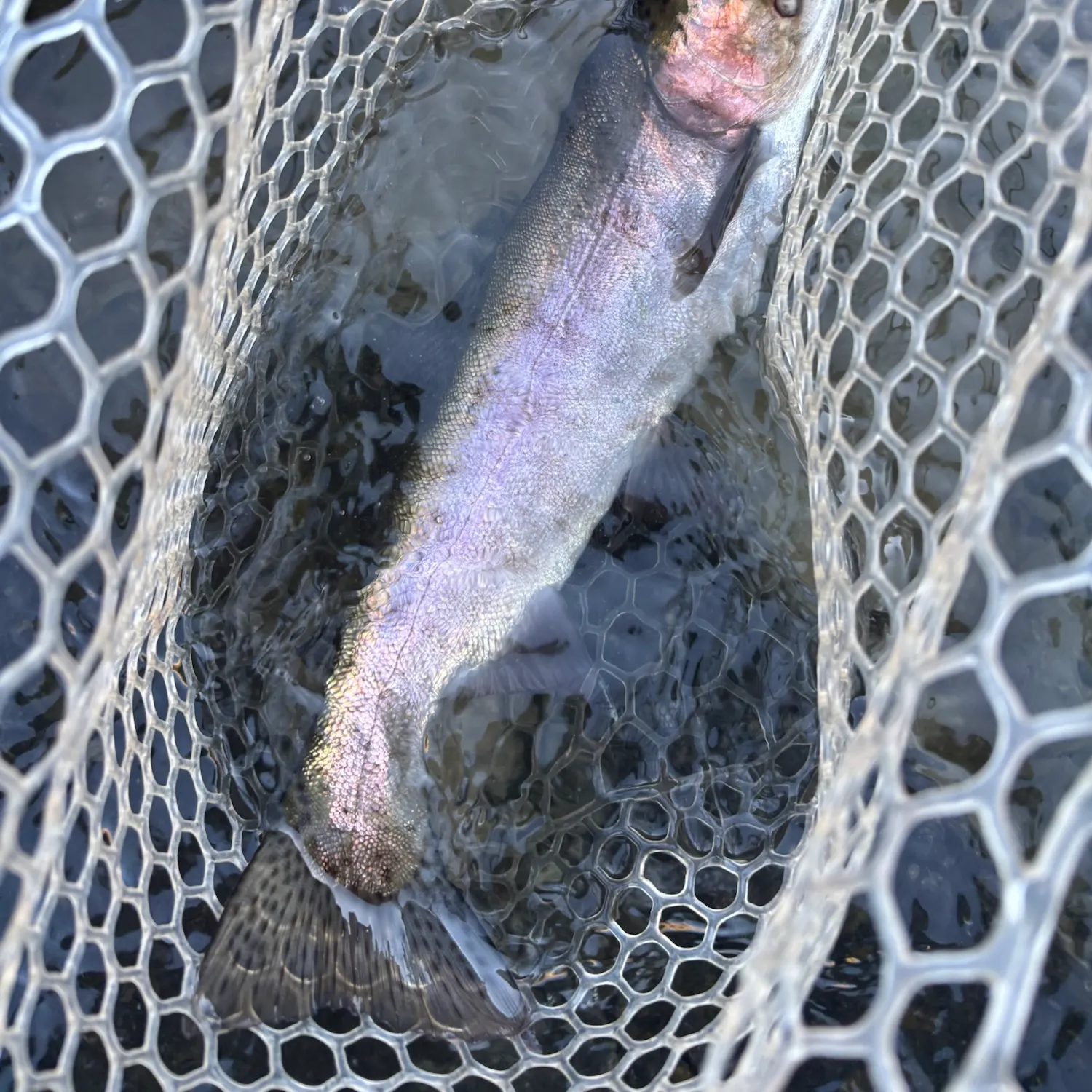 Rainbow trout caught on Fishbrain