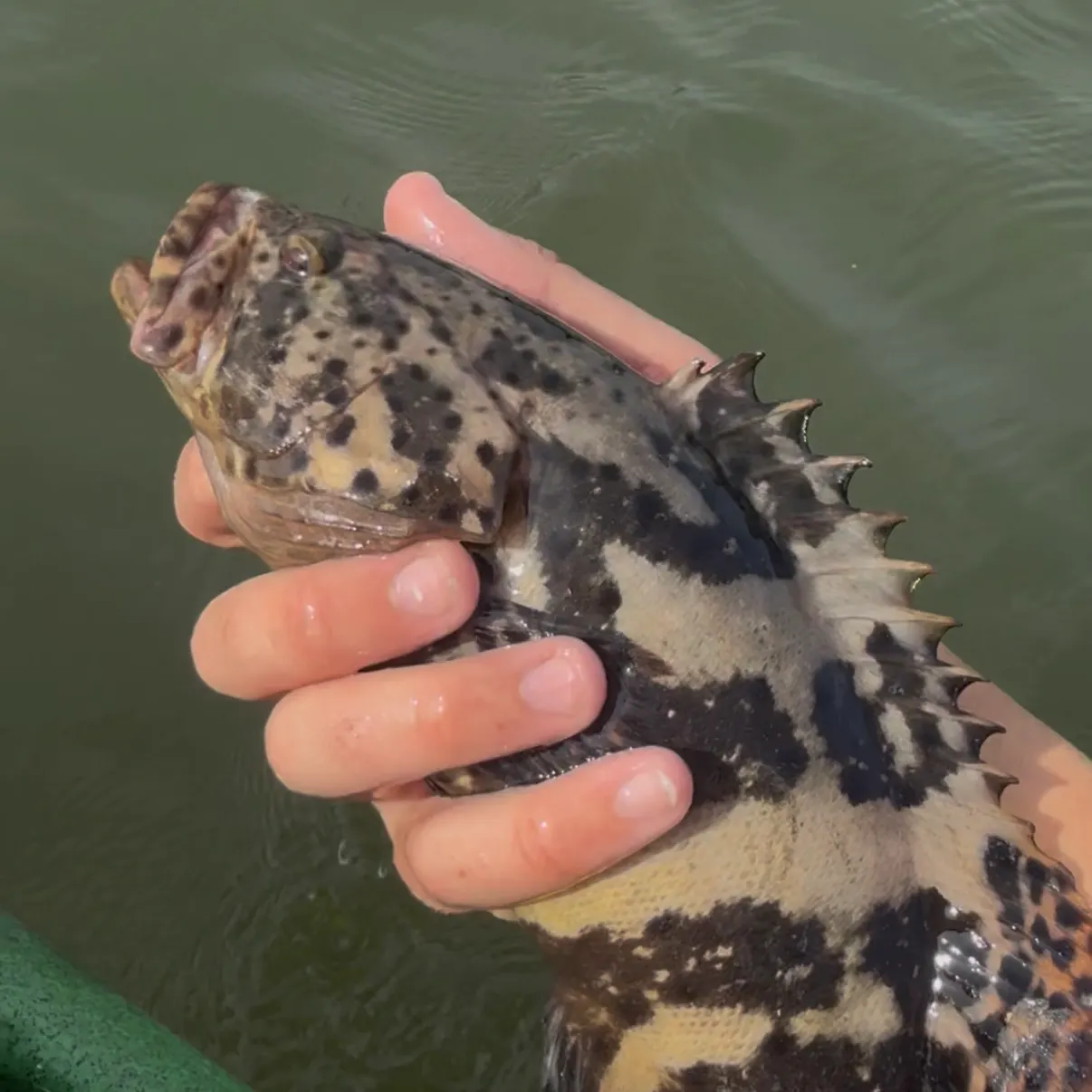 The most recent Atlantic goliath grouper catches on Fishbrain