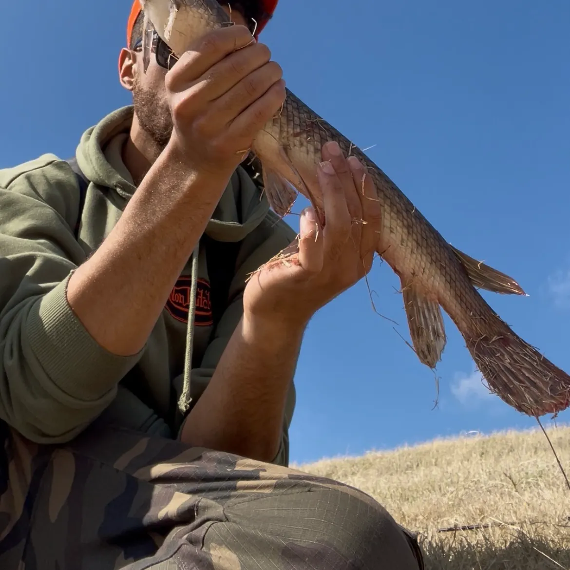 The most recent Spotted gar catches on Fishbrain