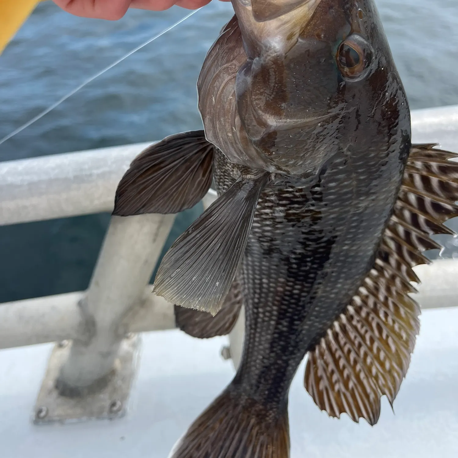 Black sea bass caught on Fishbrain