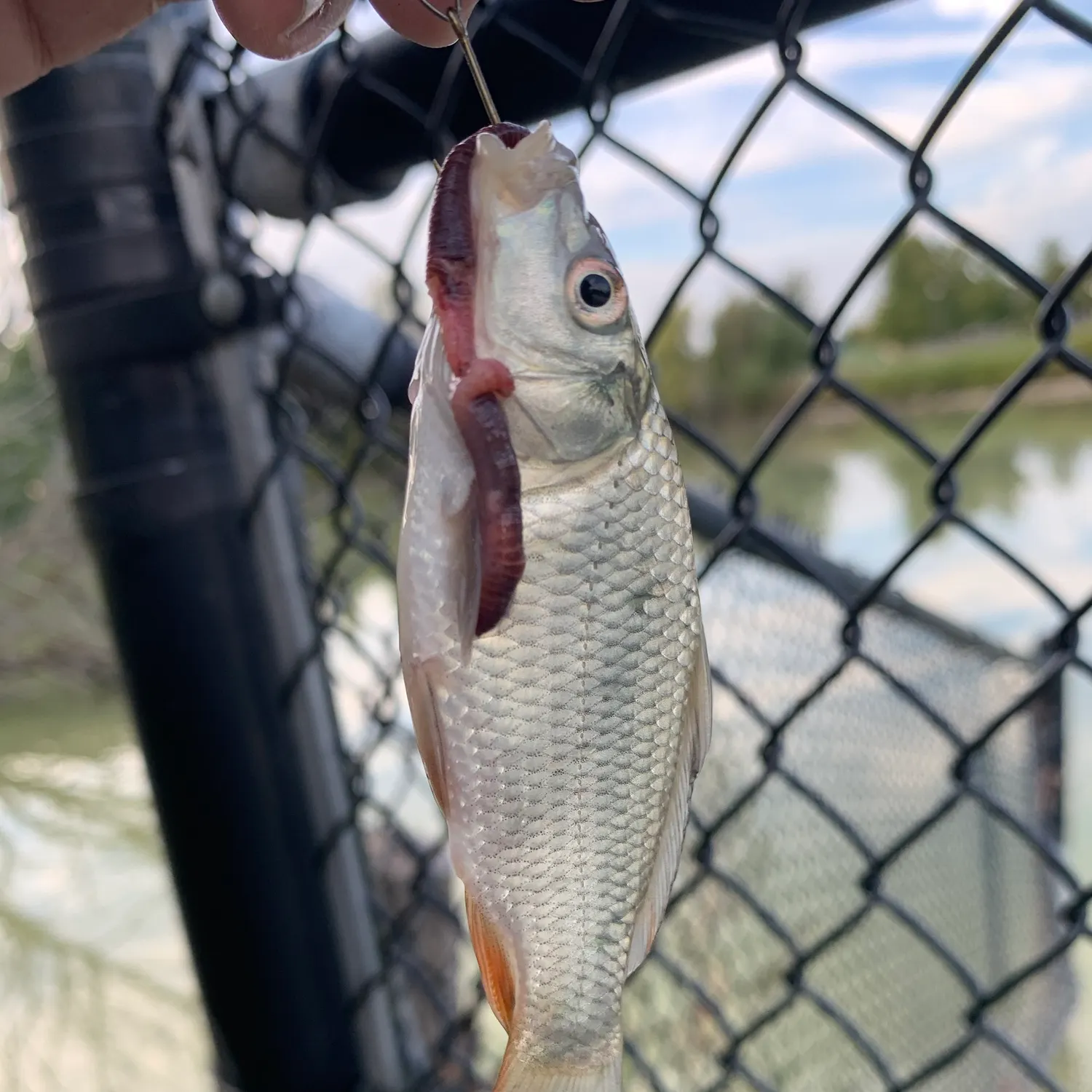 Common carp caught on Fishbrain