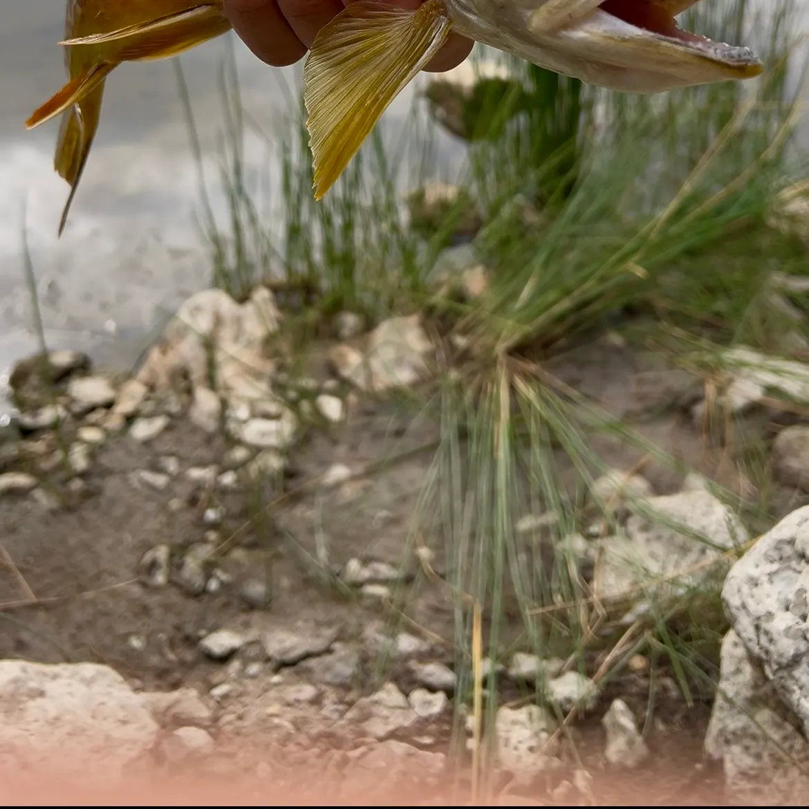 Tiger trout caught on Fishbrain