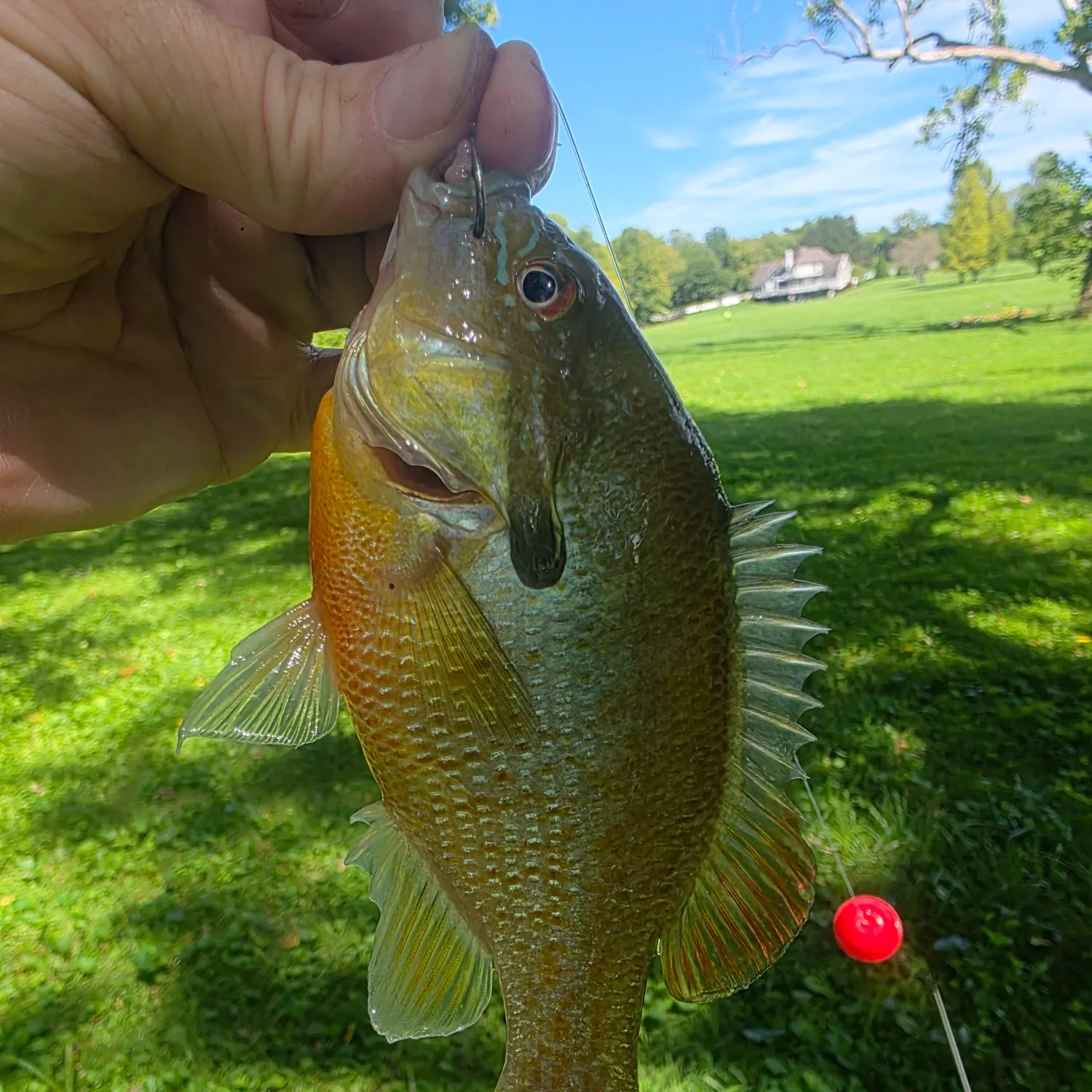 Redbreast sunfish caught on Fishbrain
