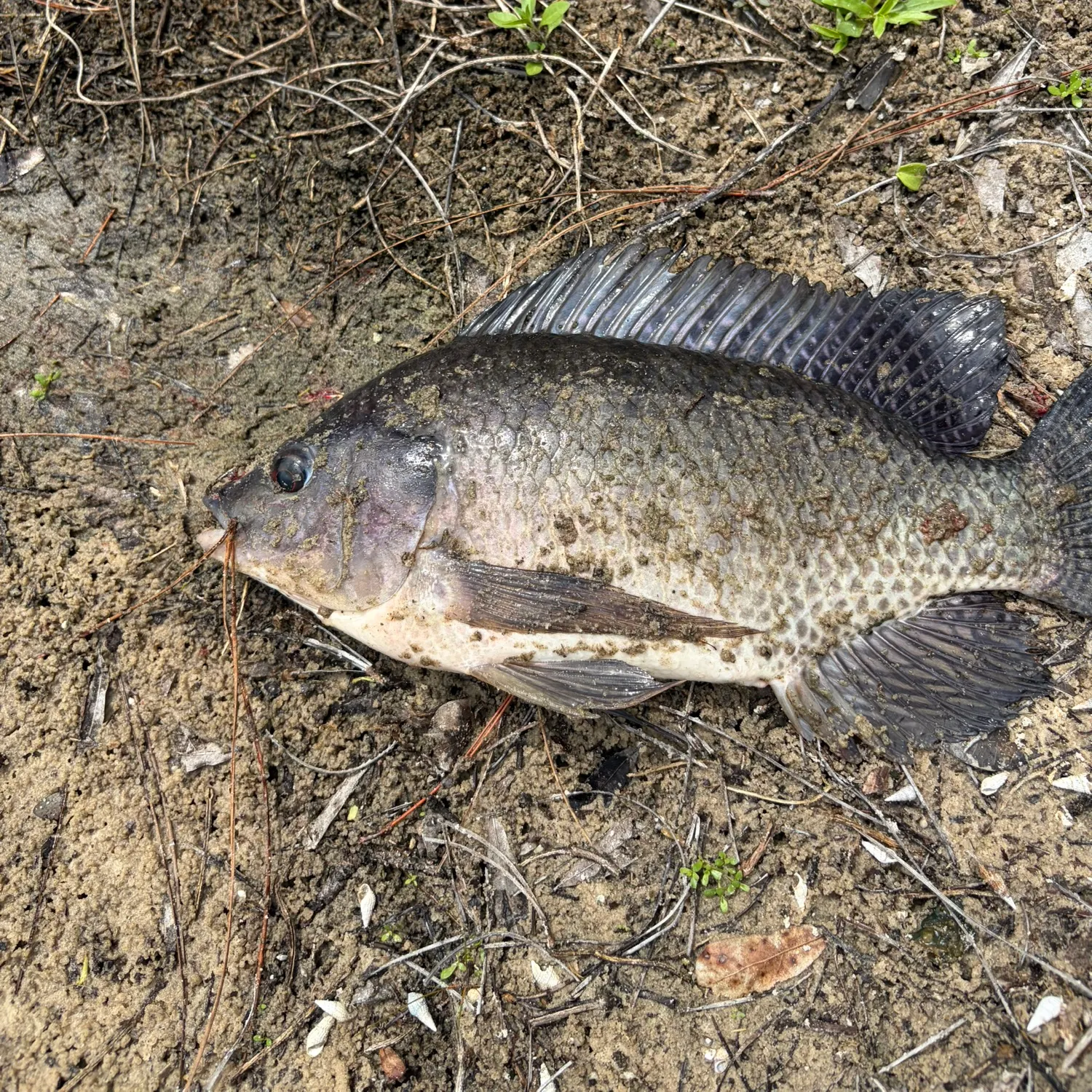 The most recent Blue tilapia catches on Fishbrain