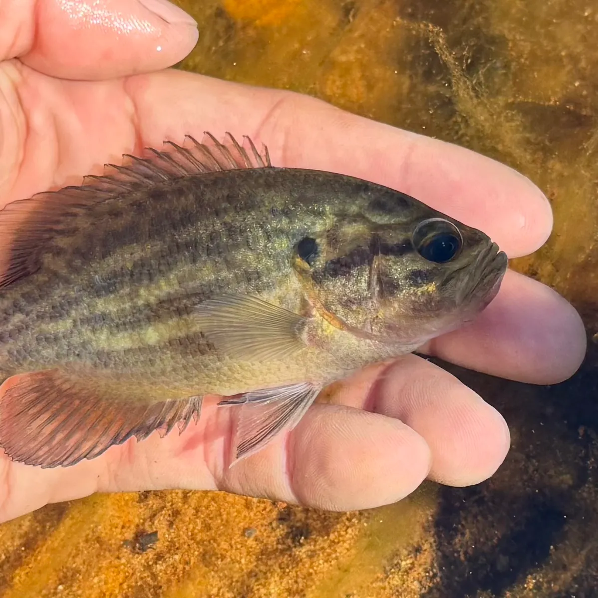 The most recent Mud sunfish catches on Fishbrain